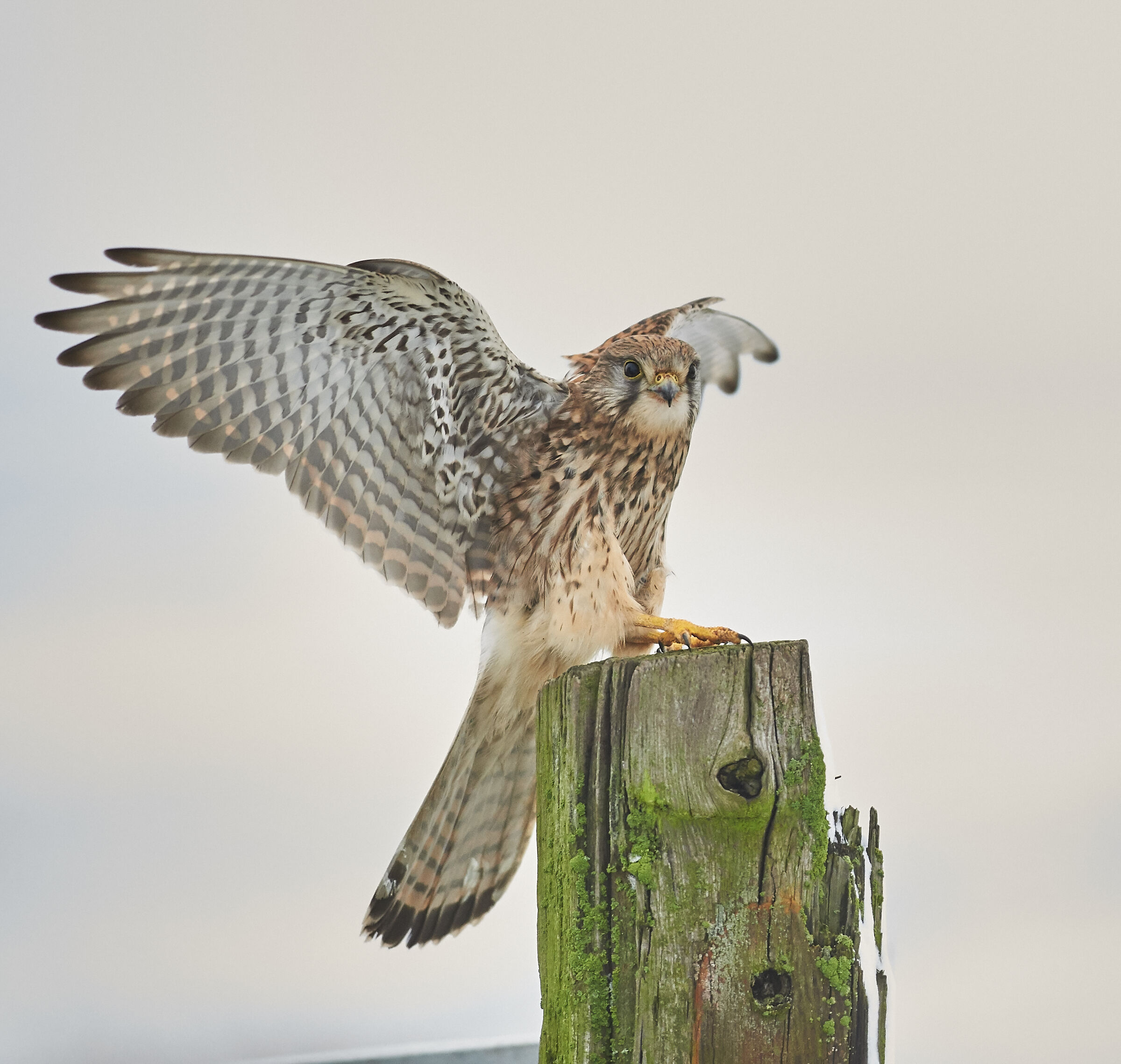 European Kestrel almost loses balance