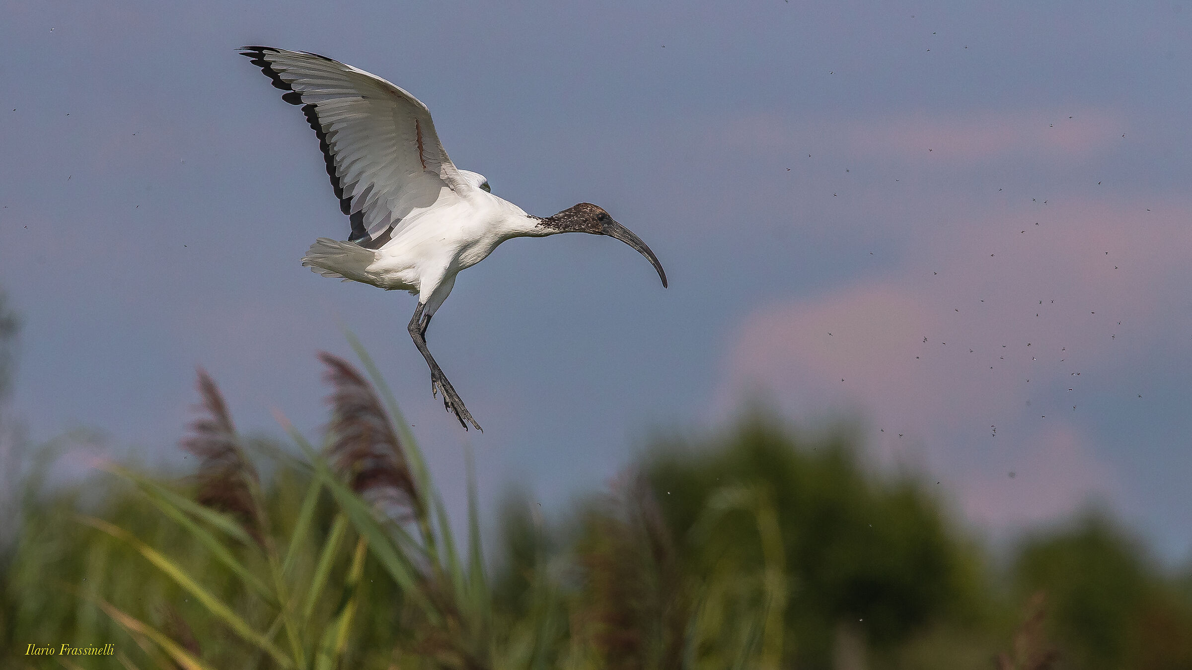 Sacred Ibis and Mosquitoes