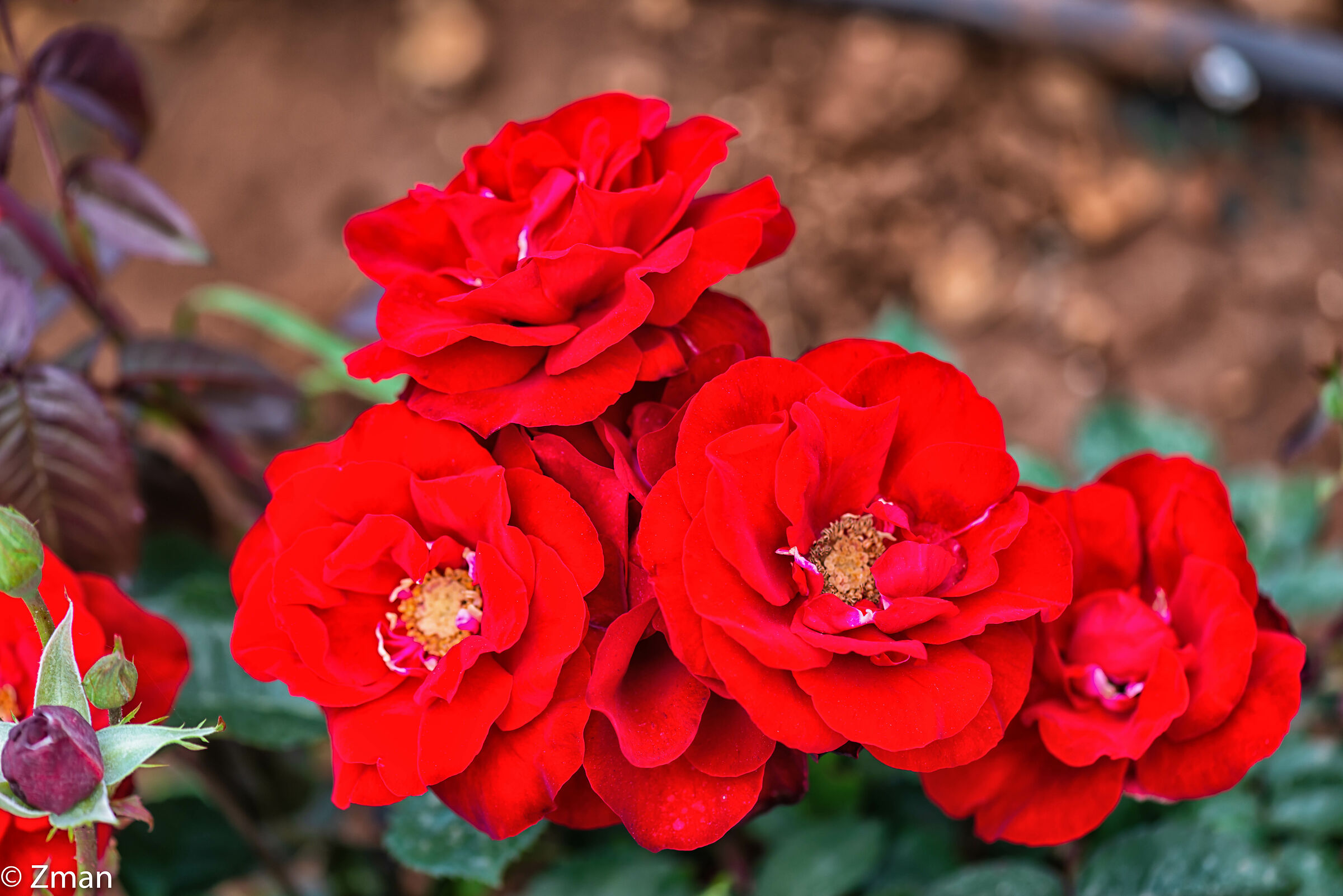Rose rosse