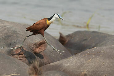 Actophilornis africanus