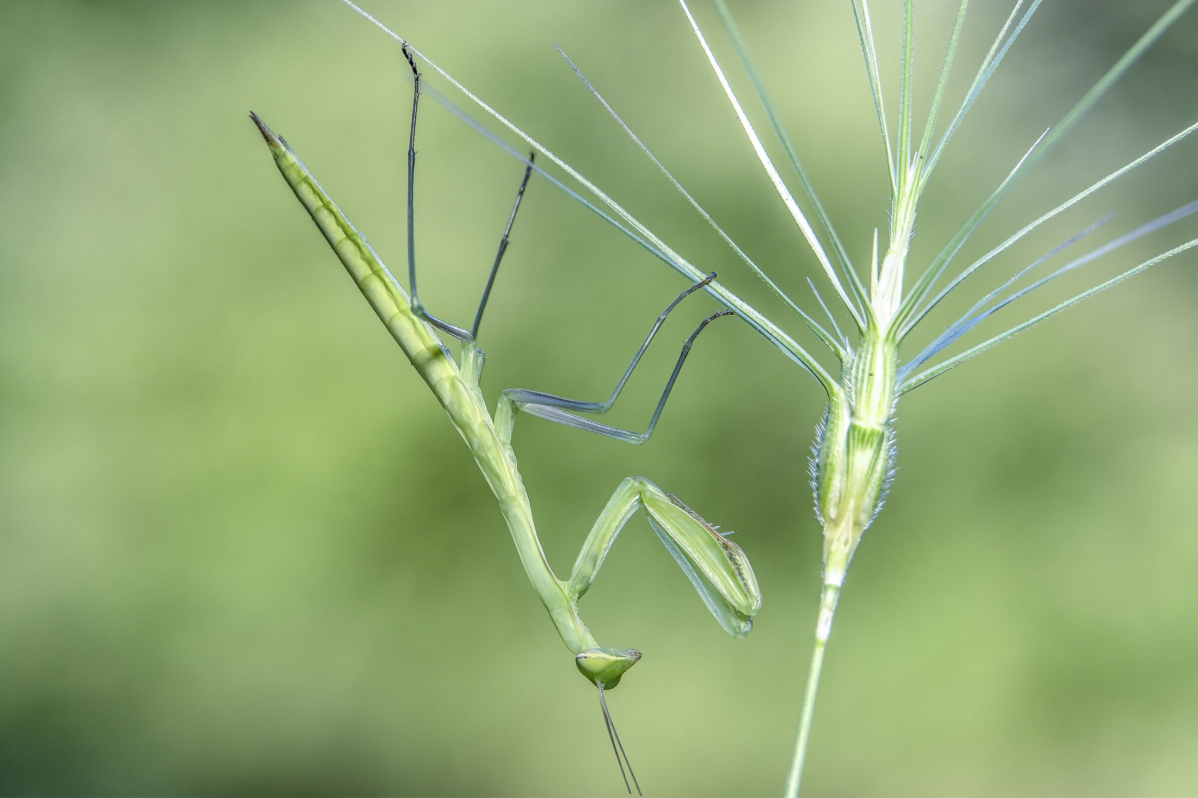 Mantide religiosa giovane