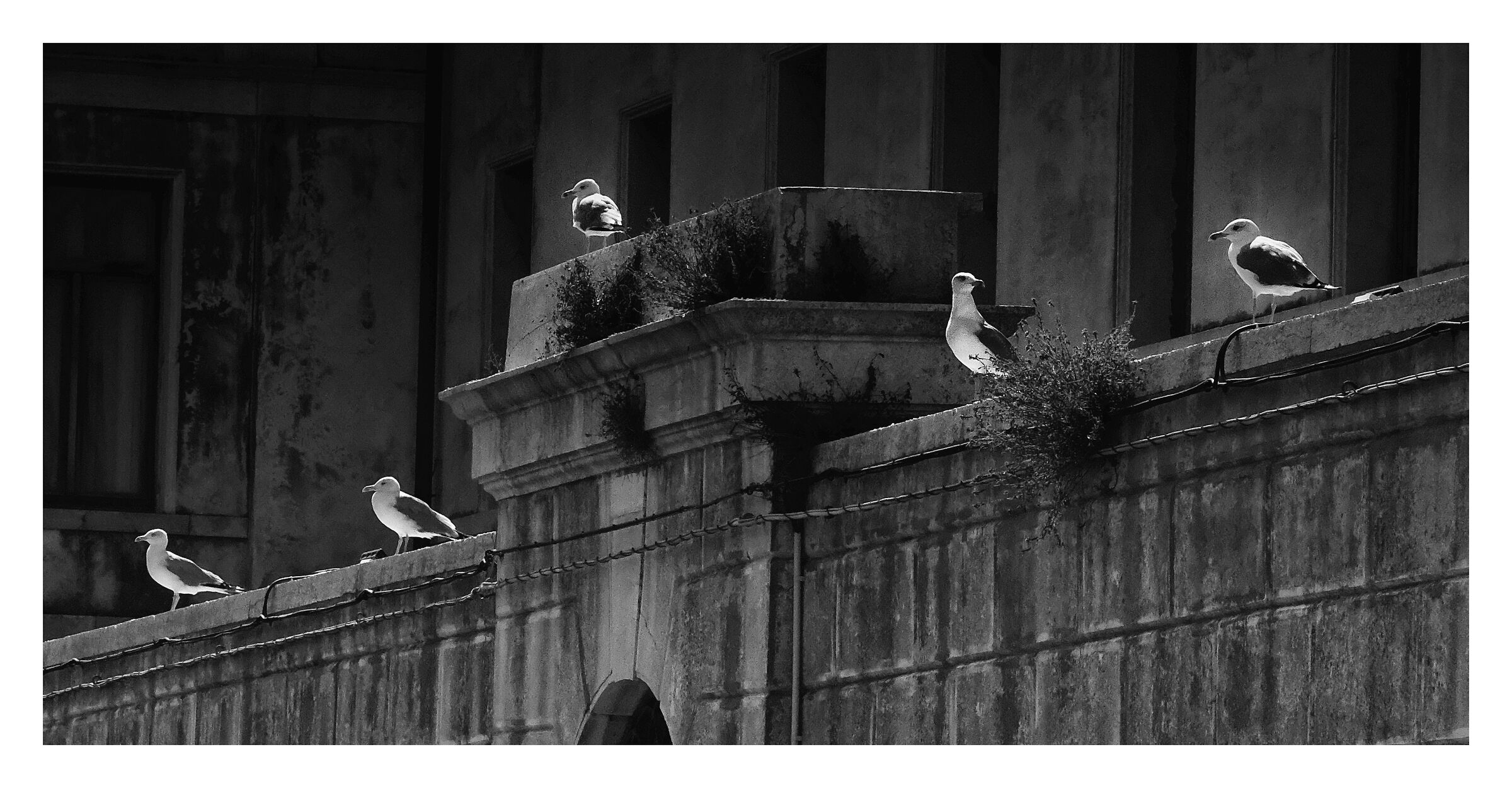 quintet - Viltrox 85mm. - 1.8