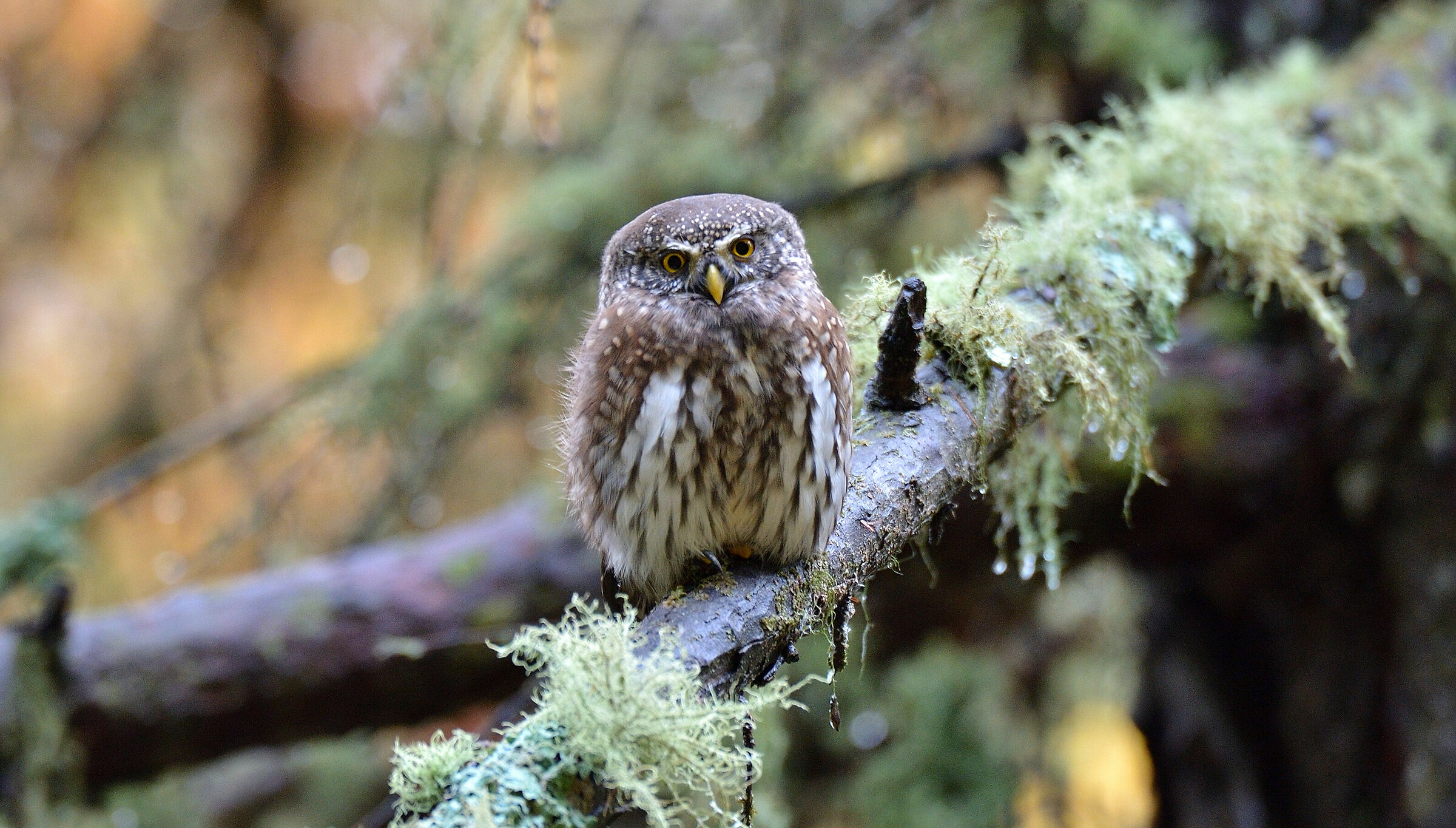 dwarf owl