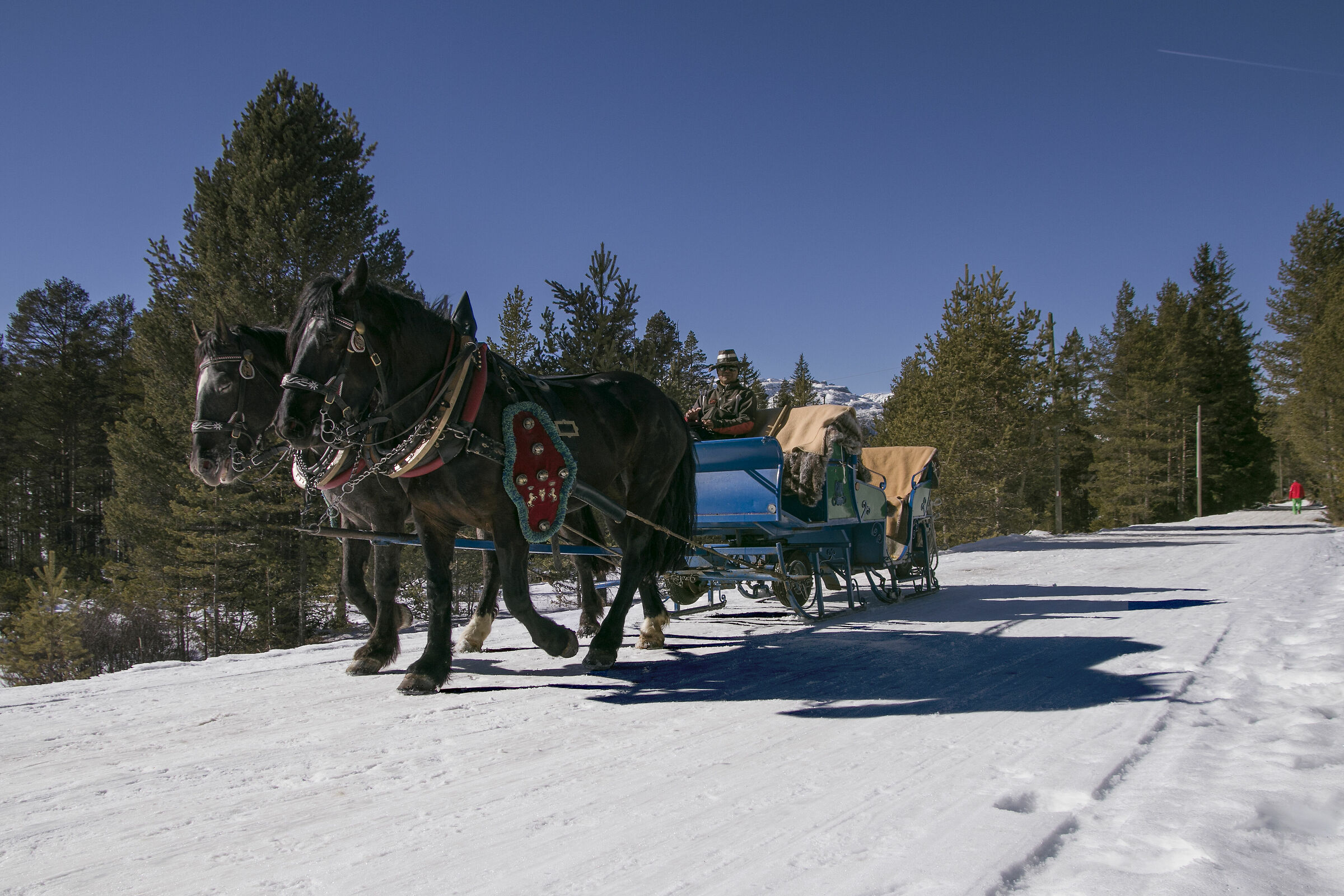 horses and sled