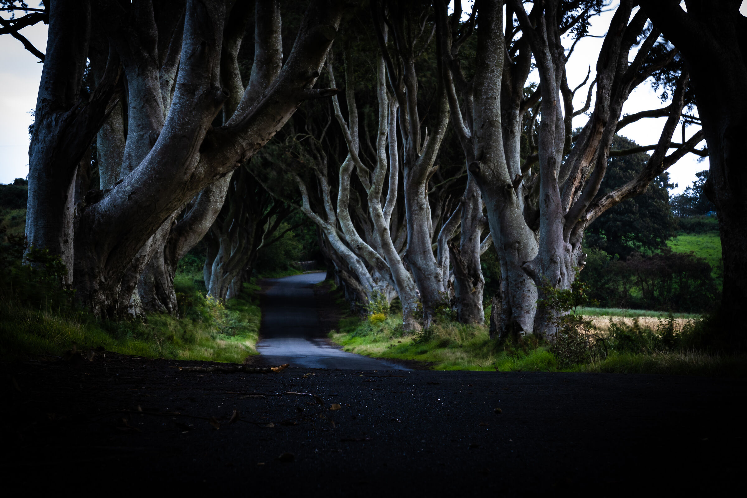 The Dark Hedges