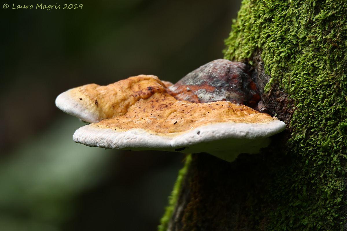 Parasitic forest fungus