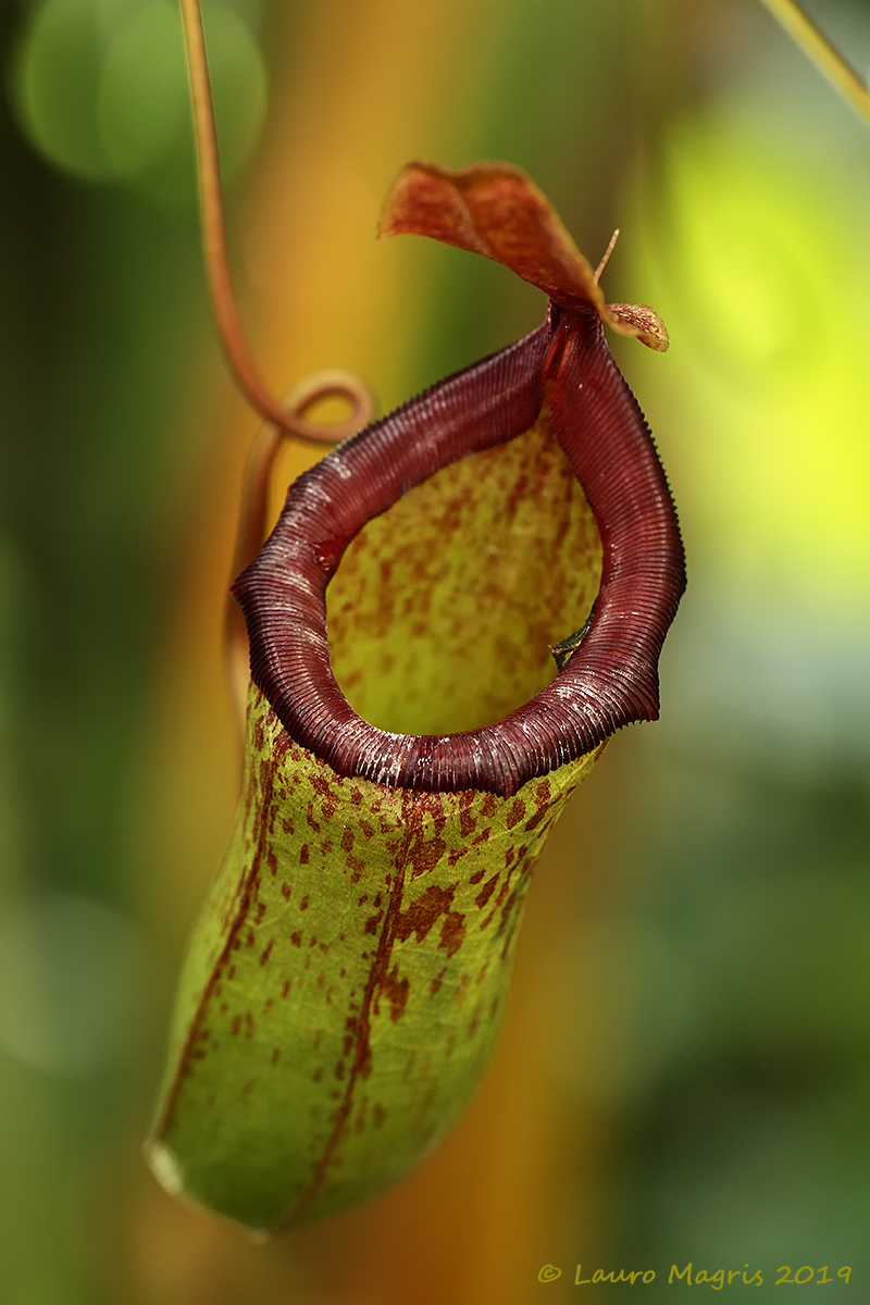 Nephentes Densiflora (Bill Bailey)