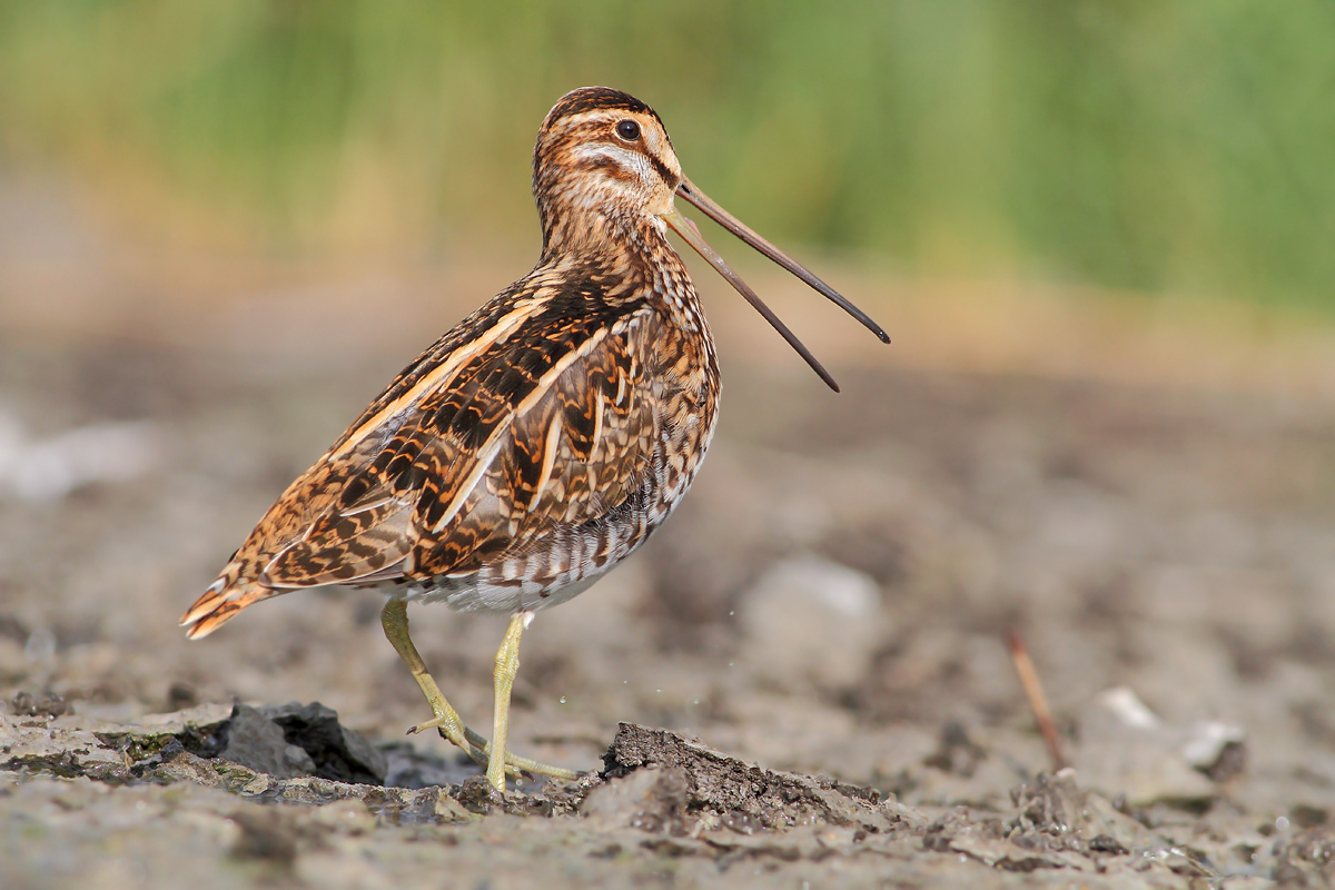 Snipe