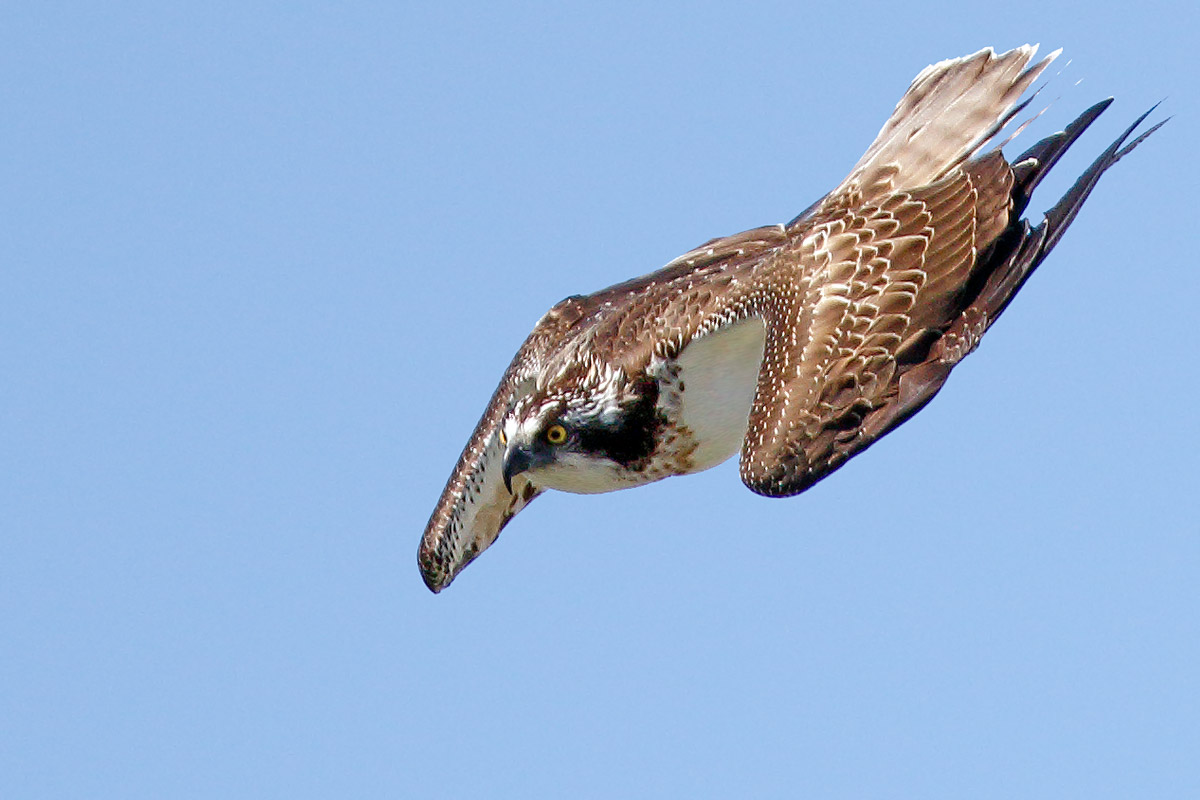 Osprey