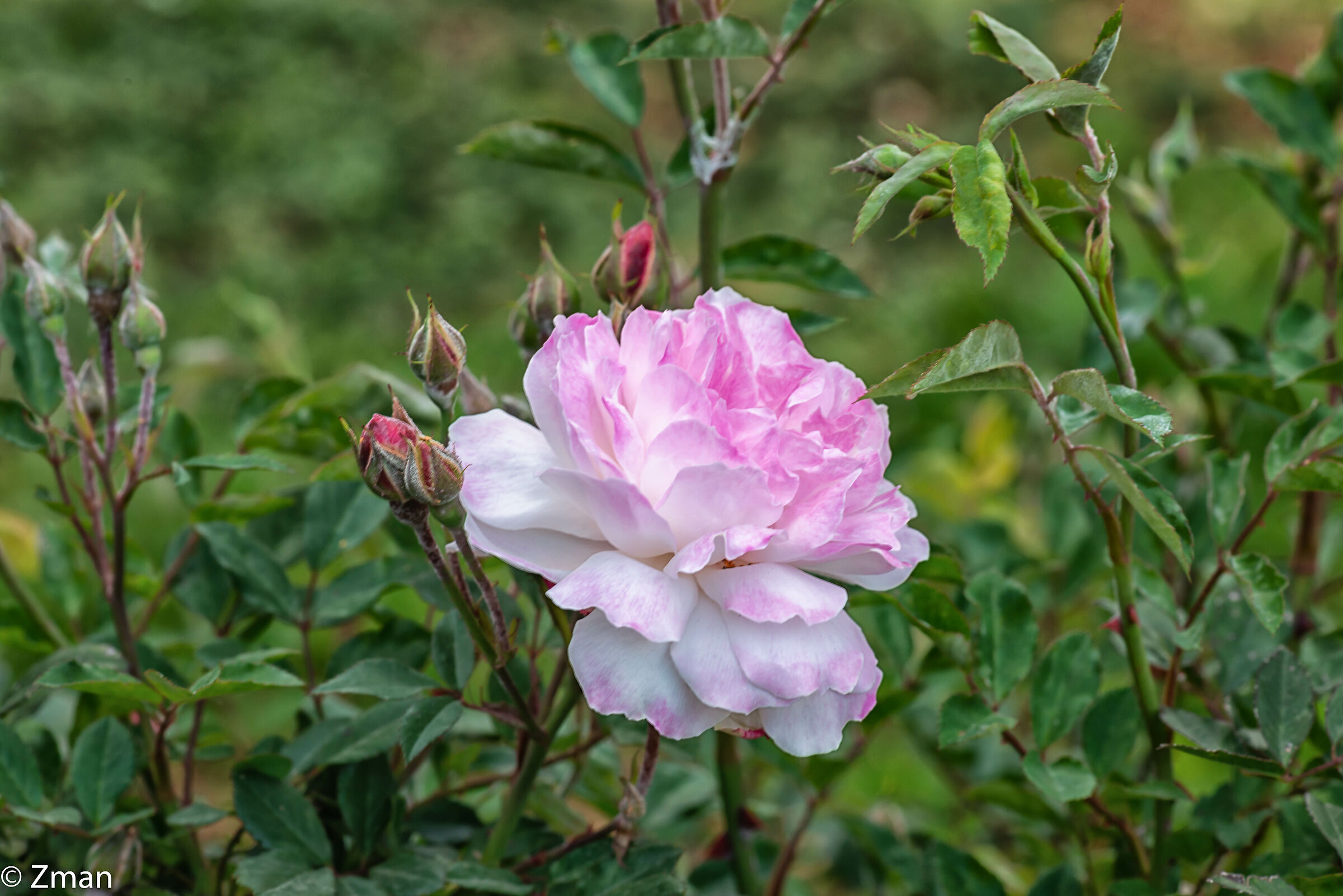 Rose con sfumature di rosa