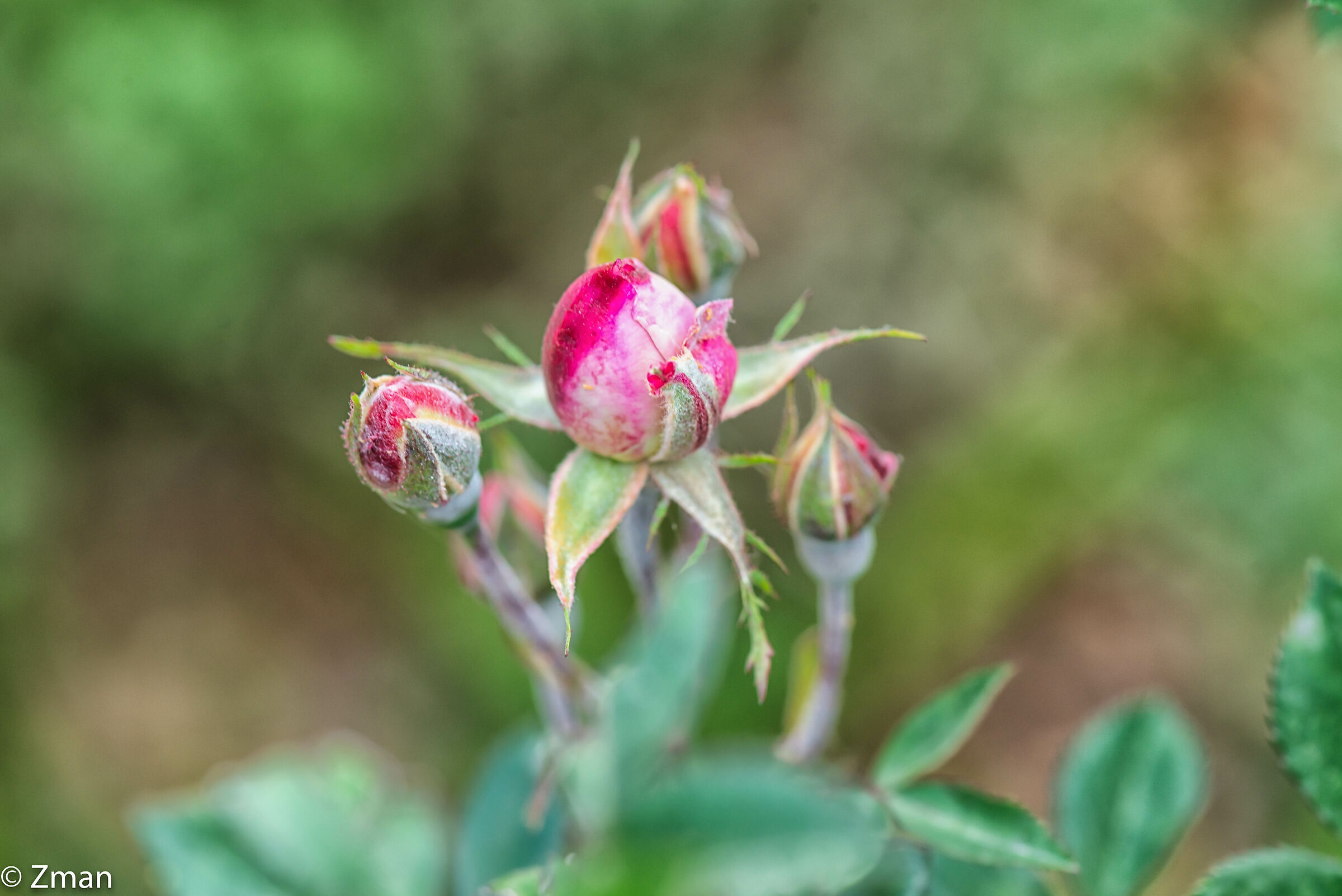 Rose con sfumature di rosa