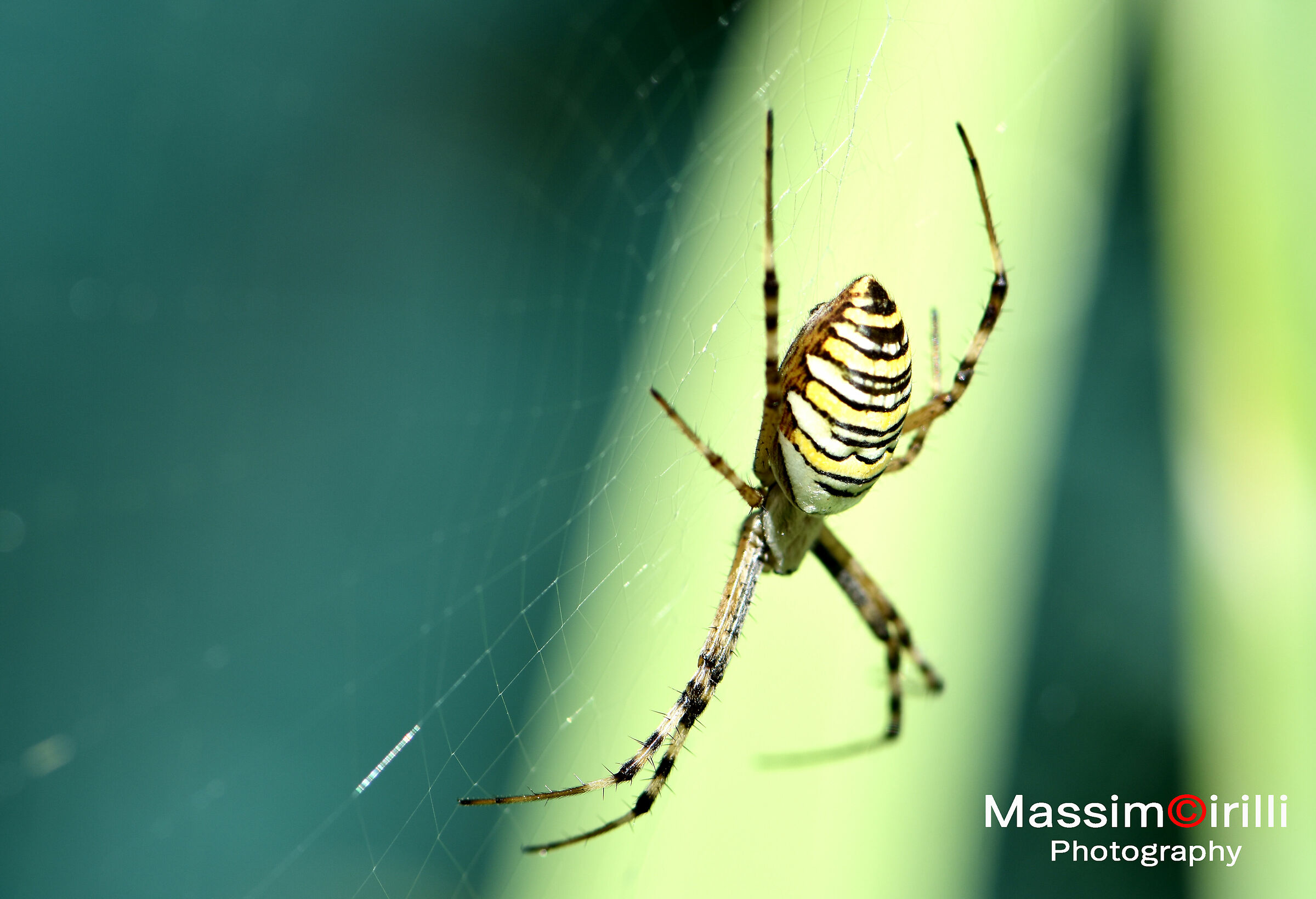 Bruennichi argiope