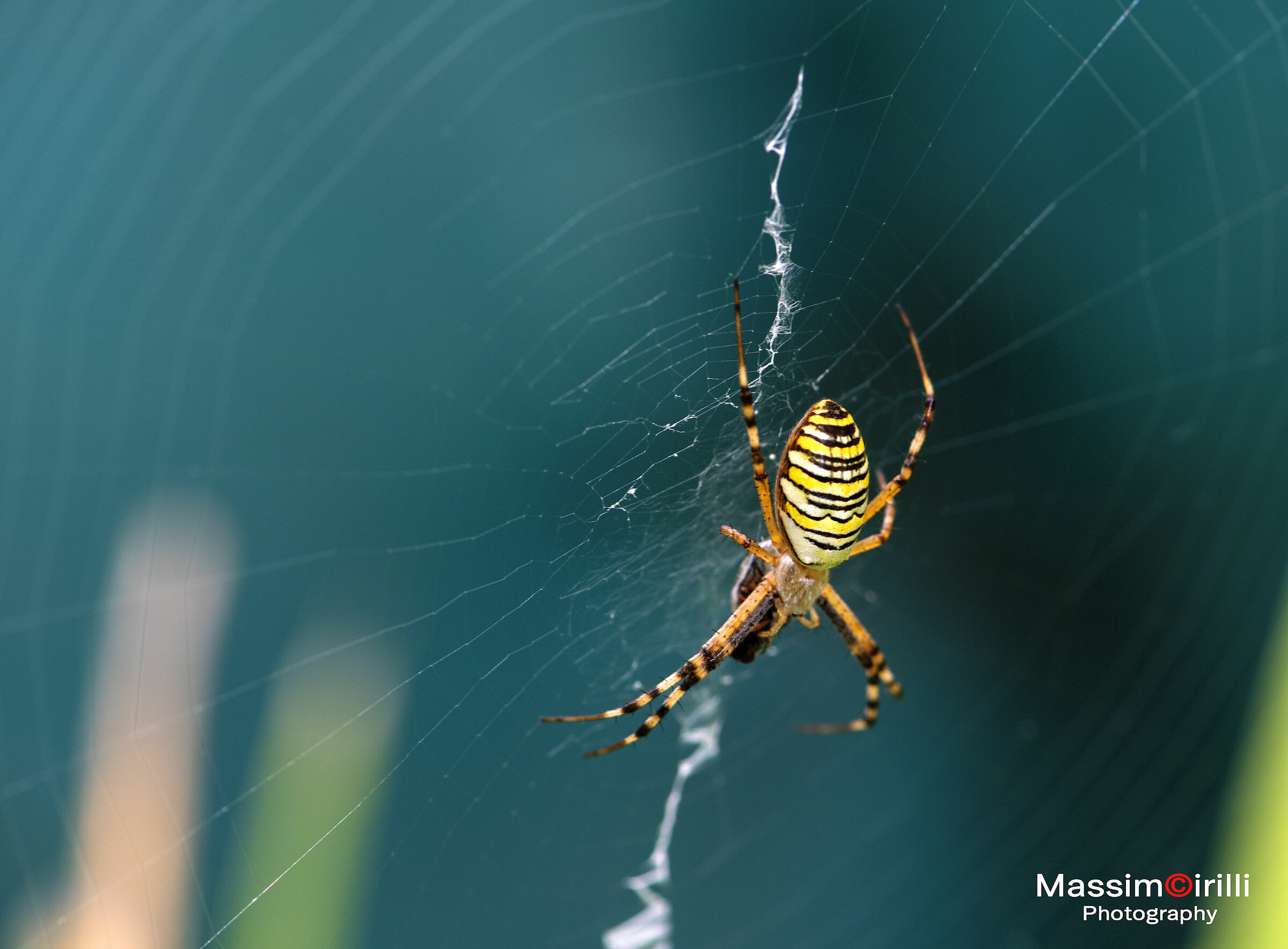 Bruennichi argiope with prey