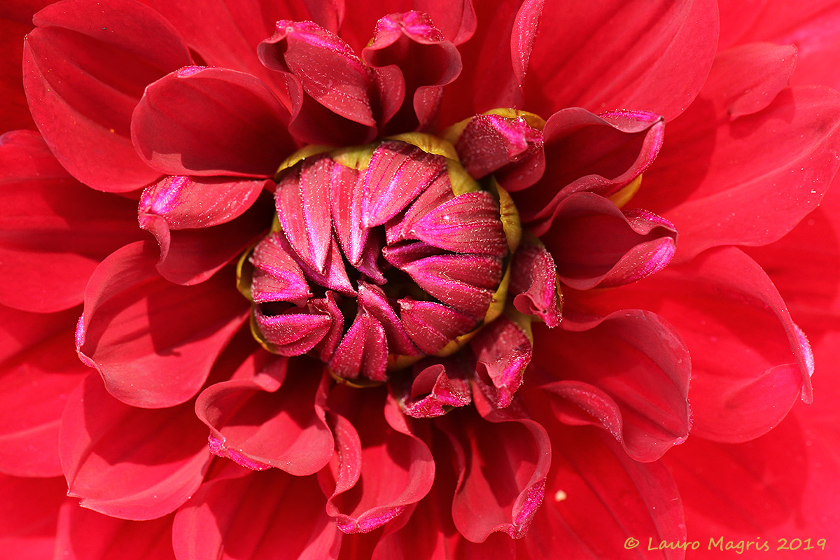 Dahlia (Kara Amorà)