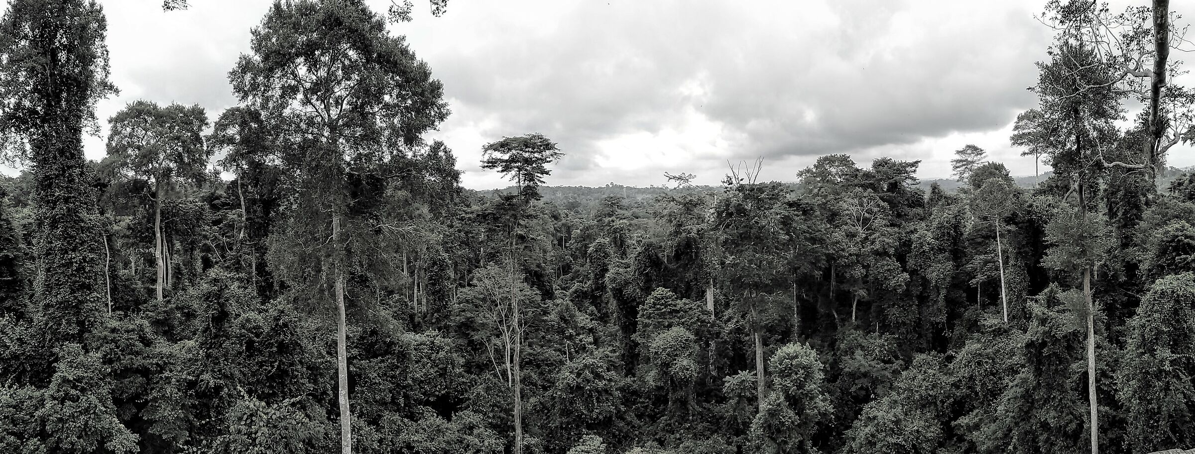 Ghana Rainforest