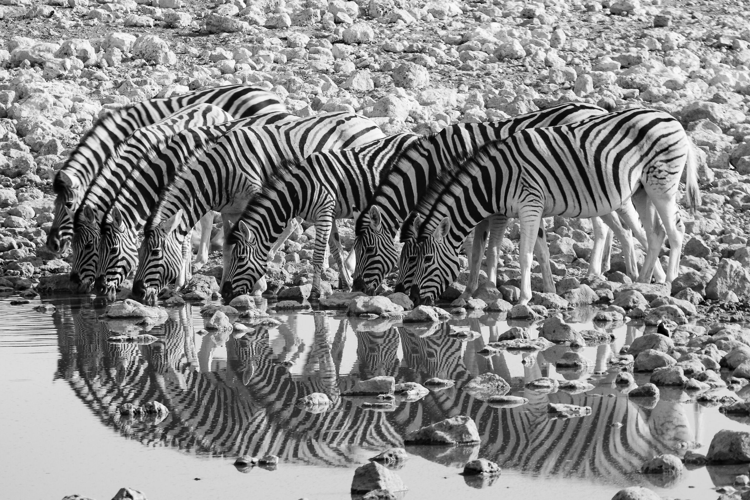 Drink at Etosha National Park