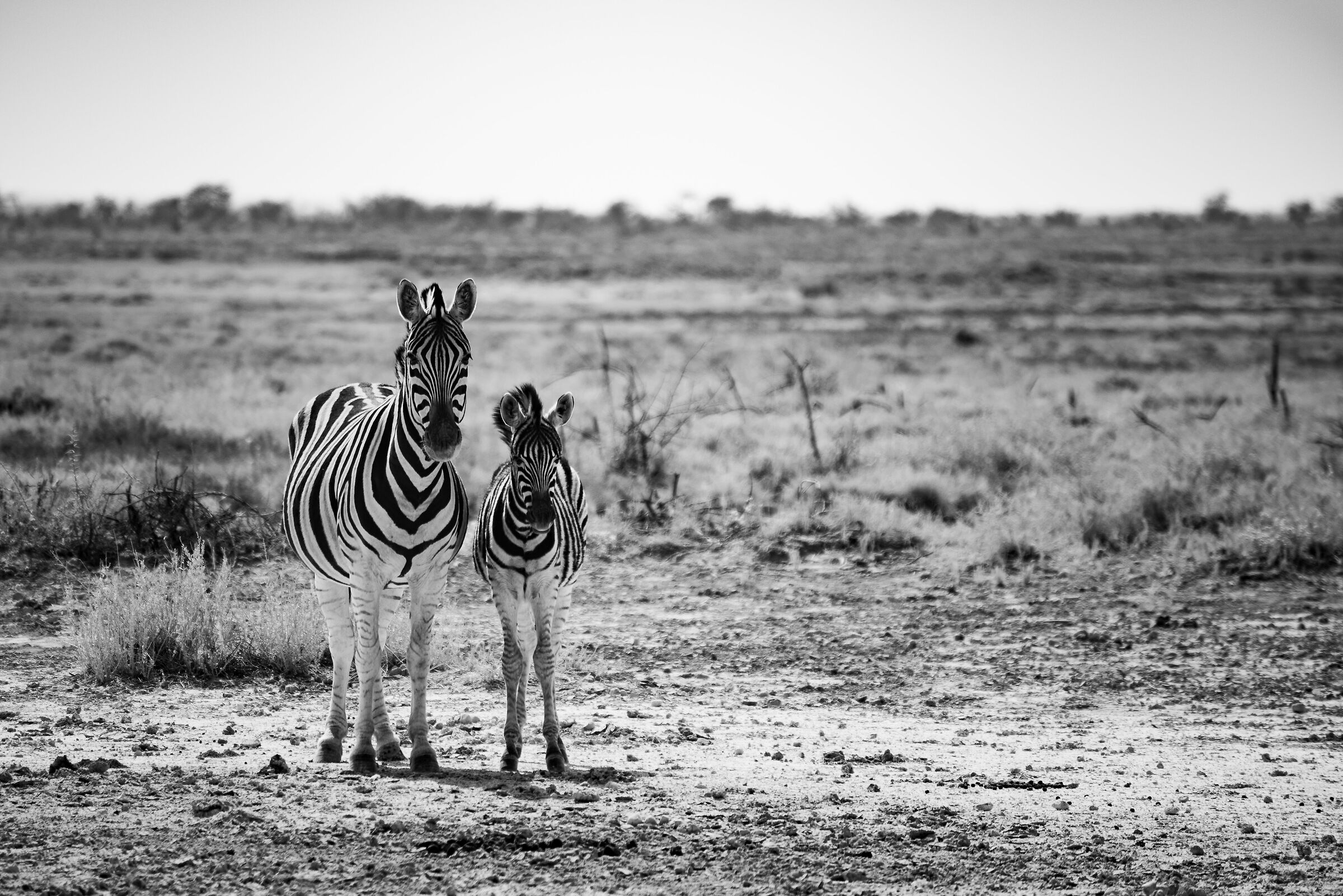 Zebre - Etosha