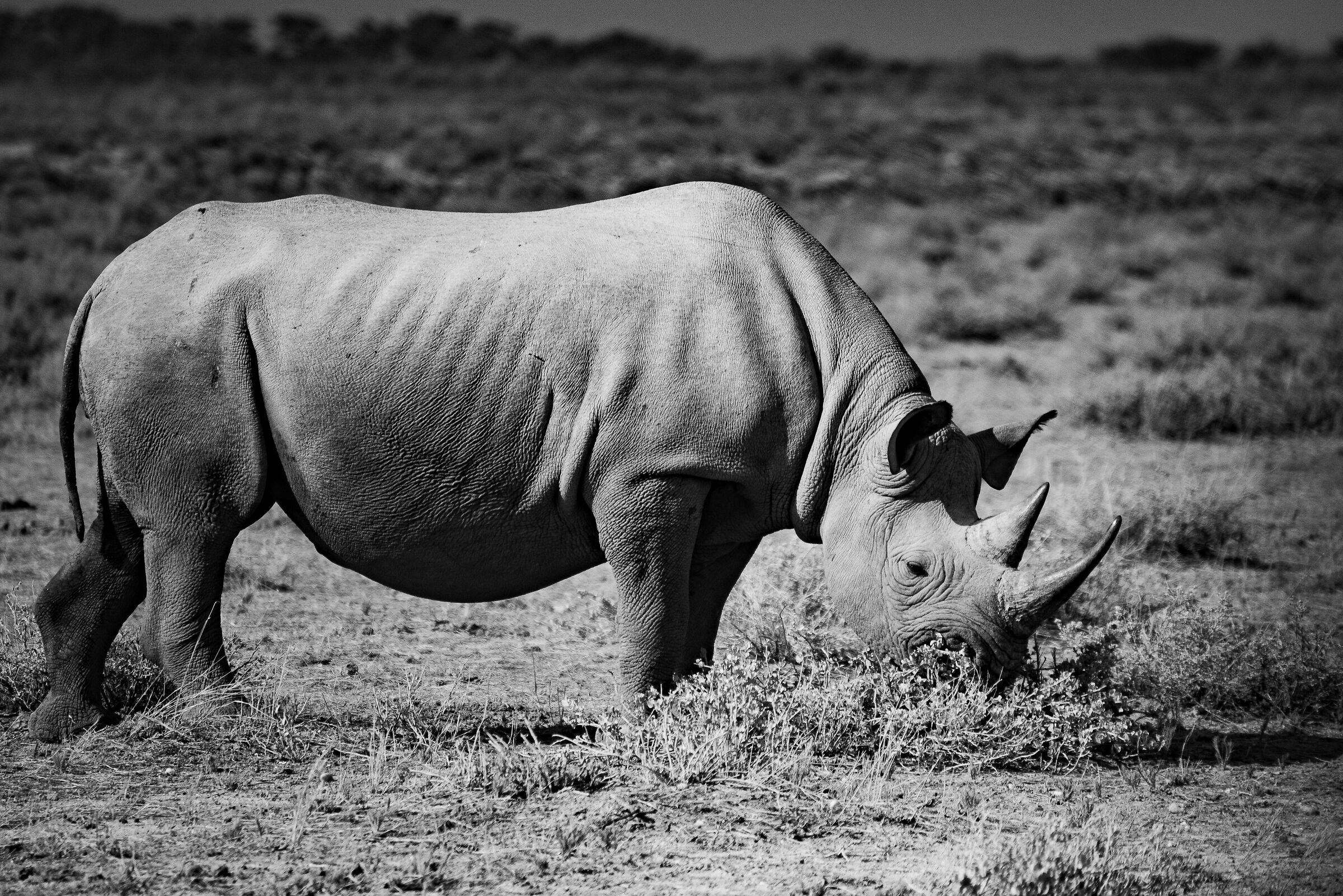 Rino - Etosha