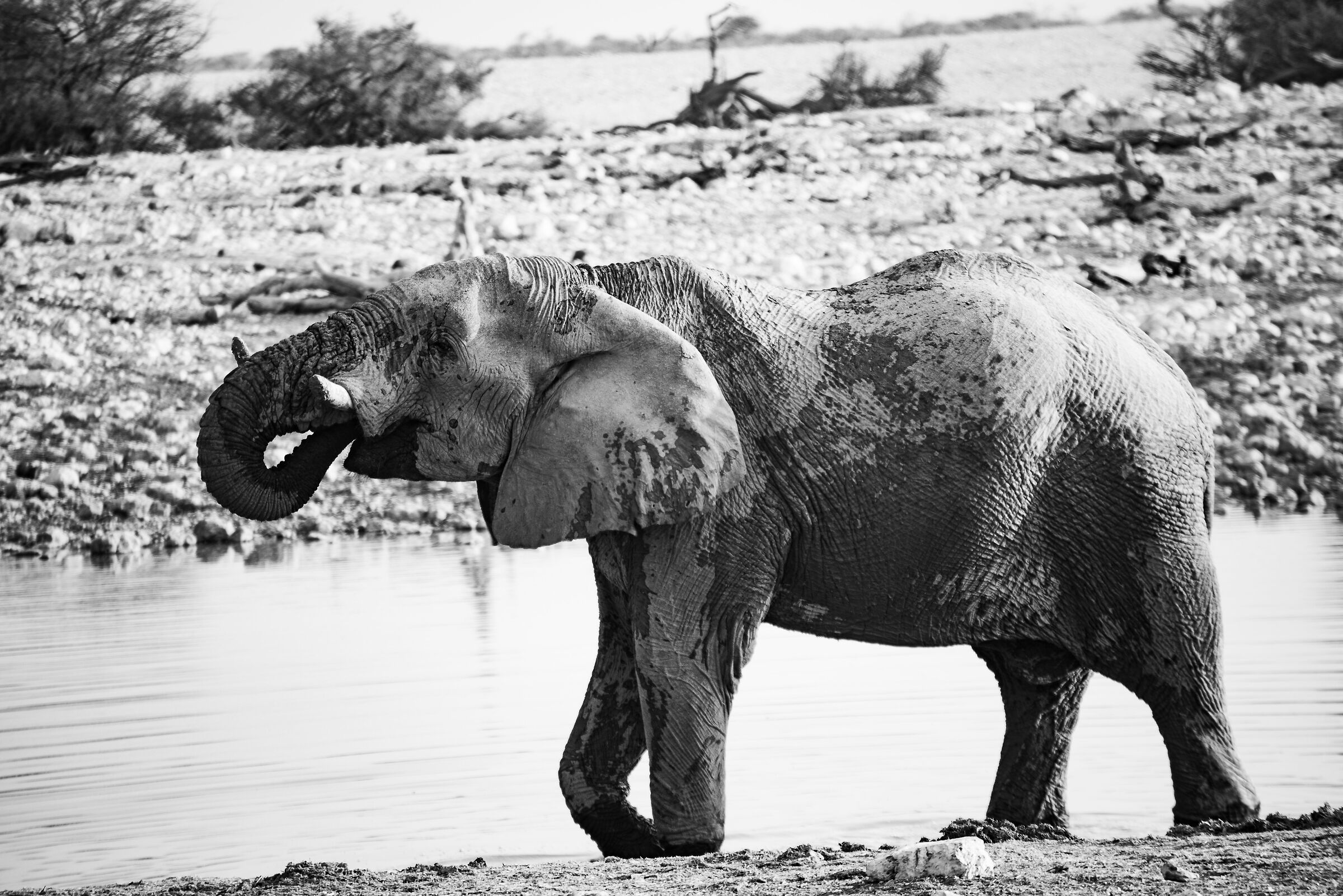 Elephant - Etosha