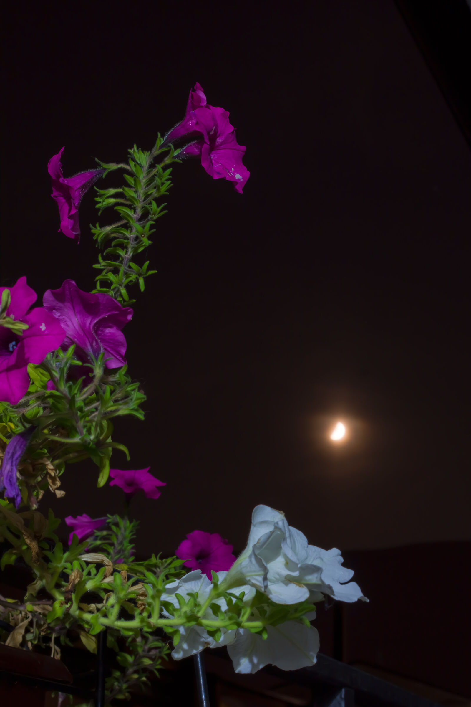 Surfinie al chiar di luna