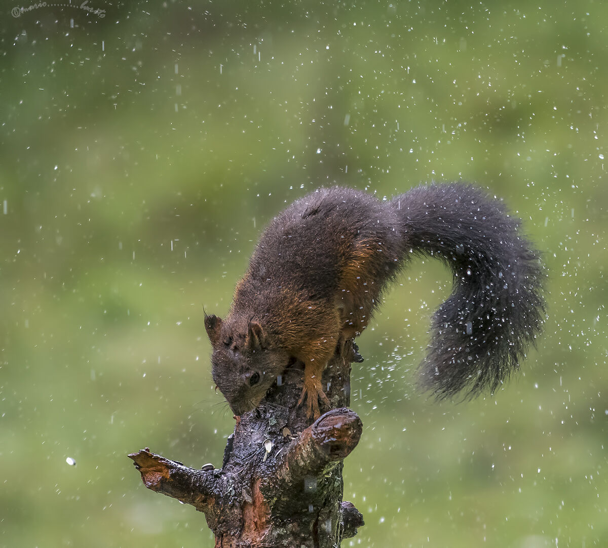 scoiattolo sotto una gran pioggia
