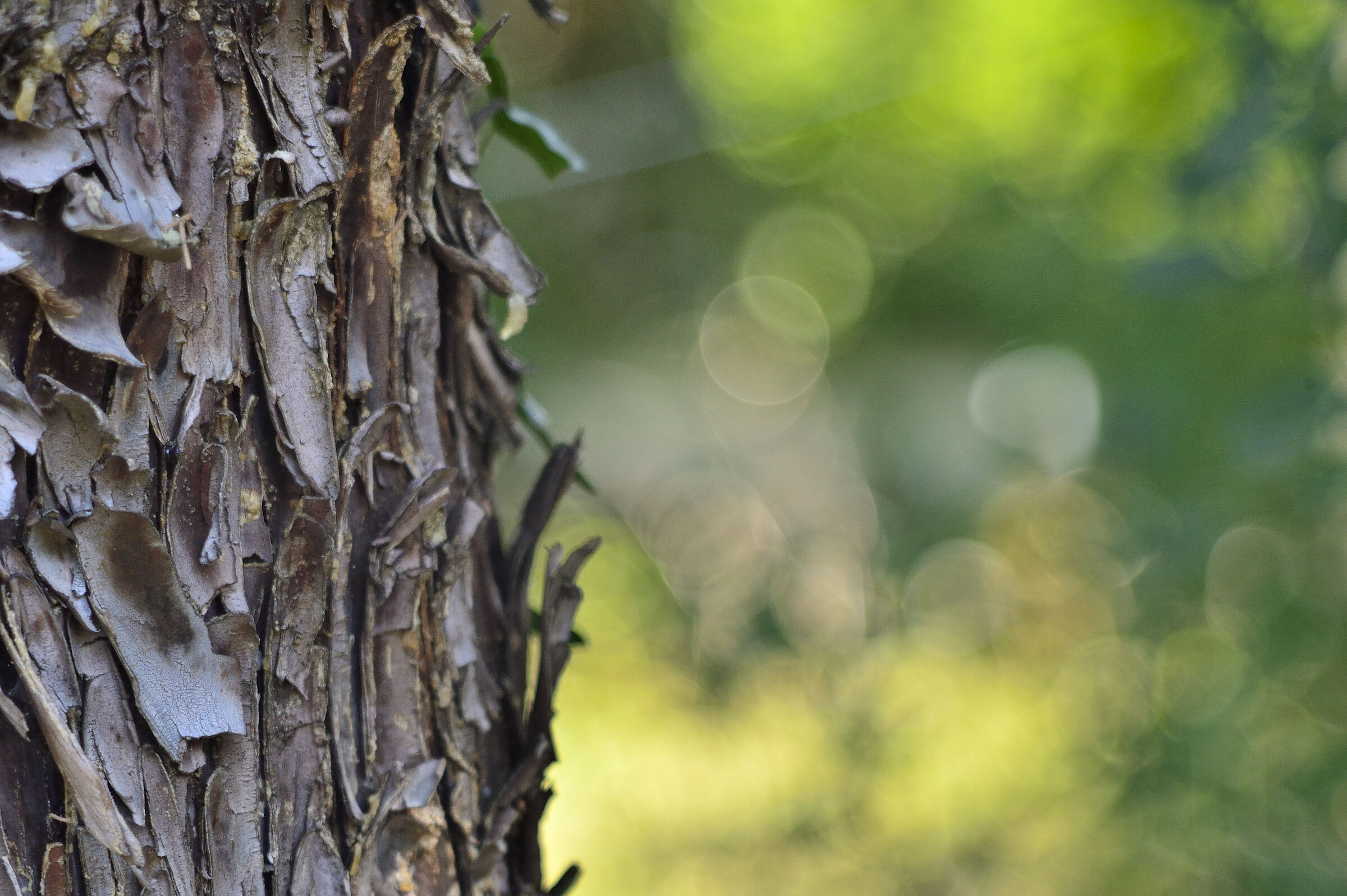 Bokeh bark