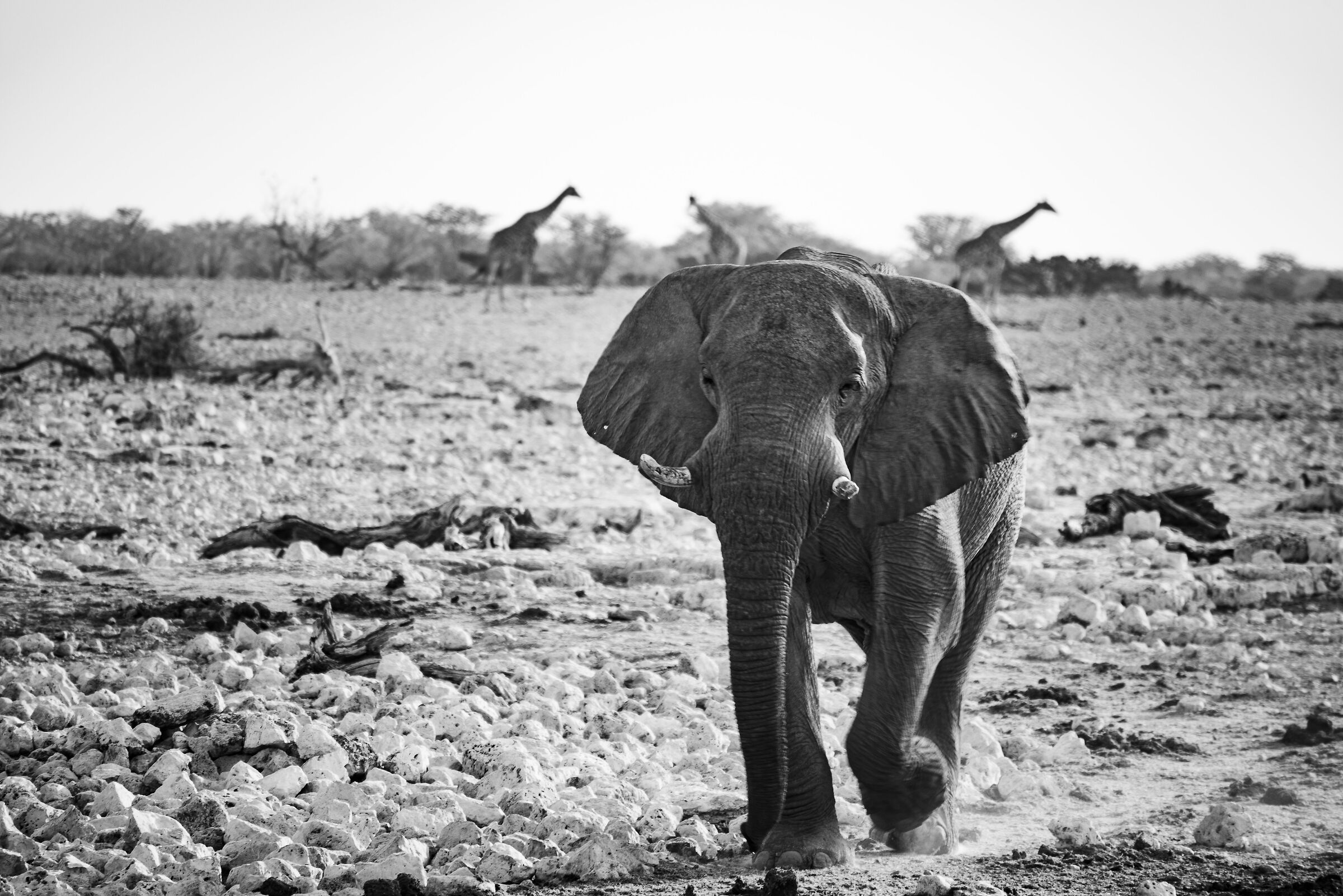 Elephant 2 - Etosha
