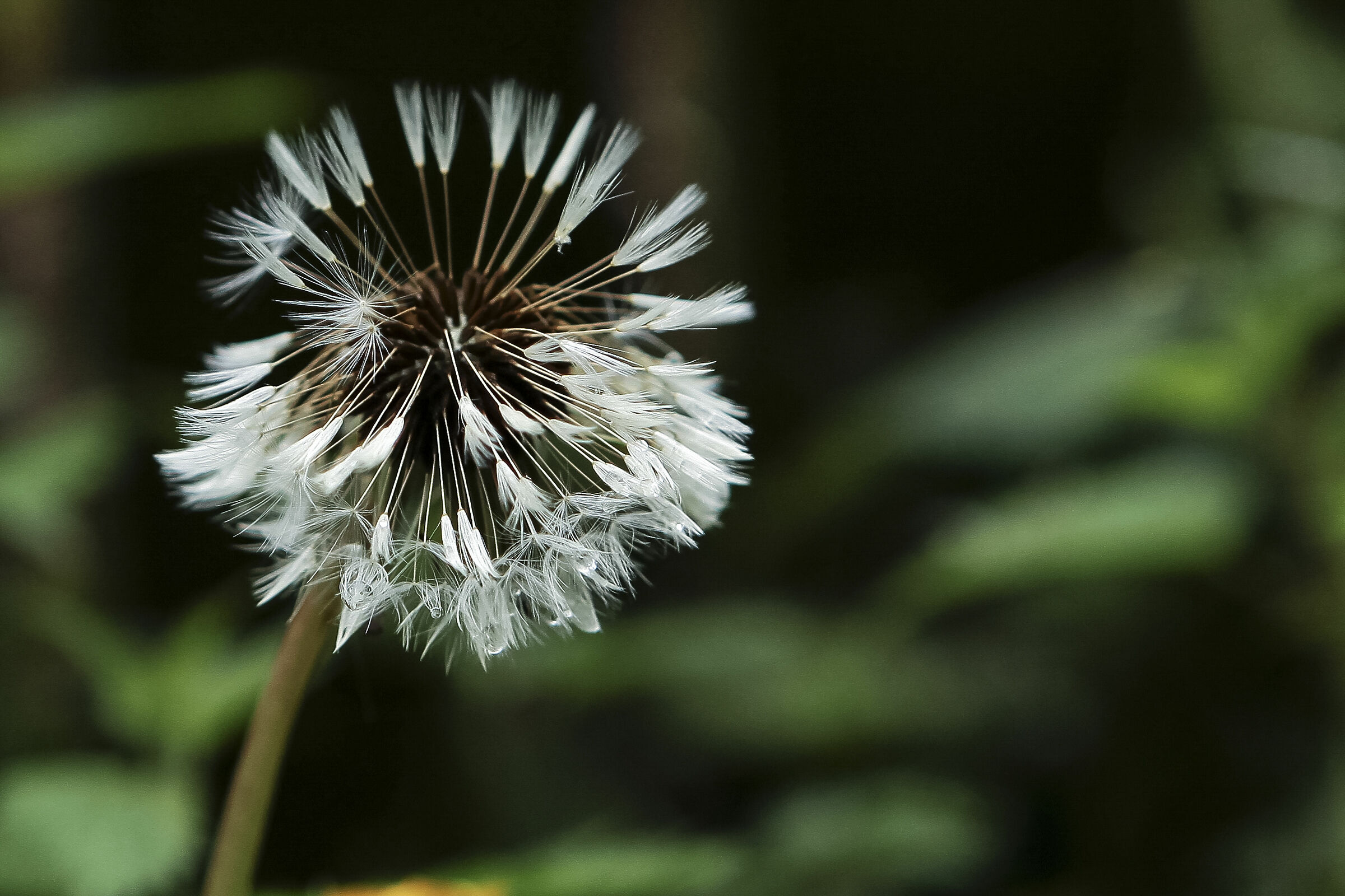 Dandelion.