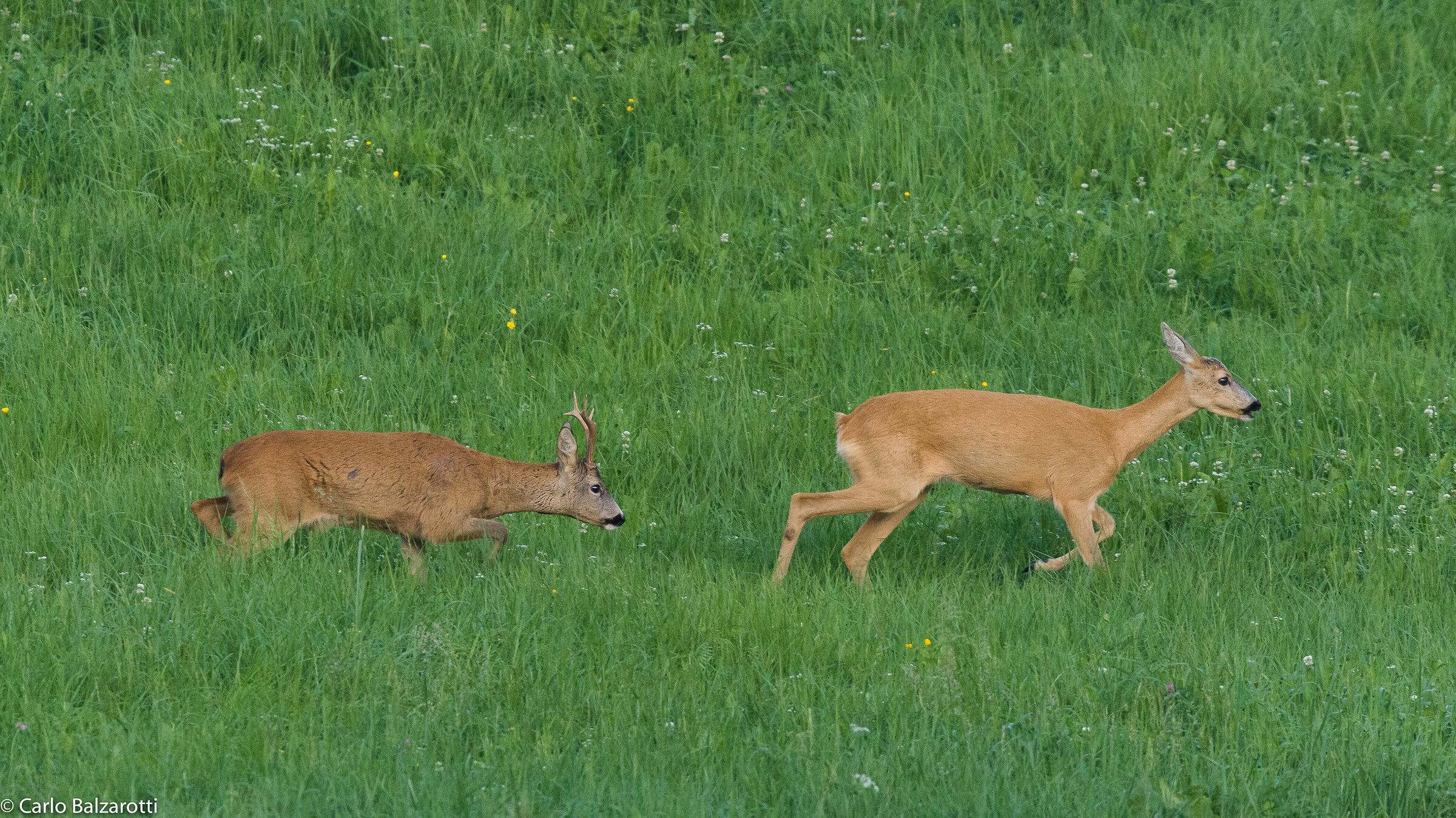 So much desire for her