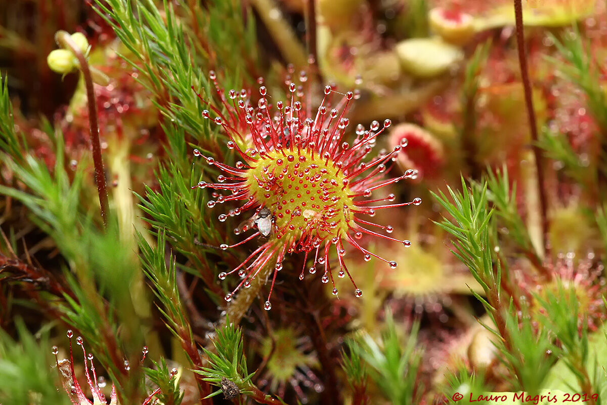 Drosera Rotundifolia with small catch