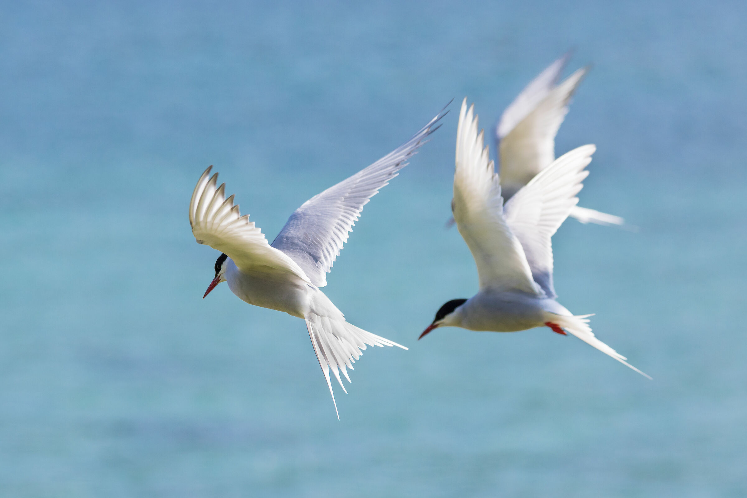 Arctic Terns, Inc.