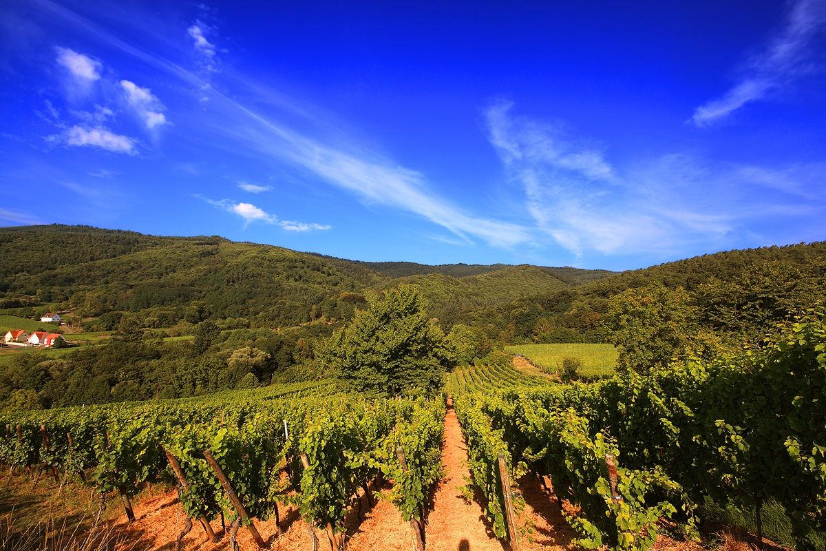 Vignobles d'Alsace