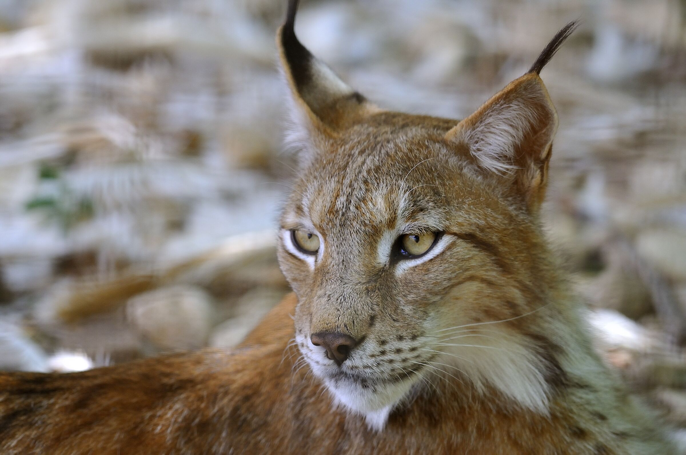 Lynx