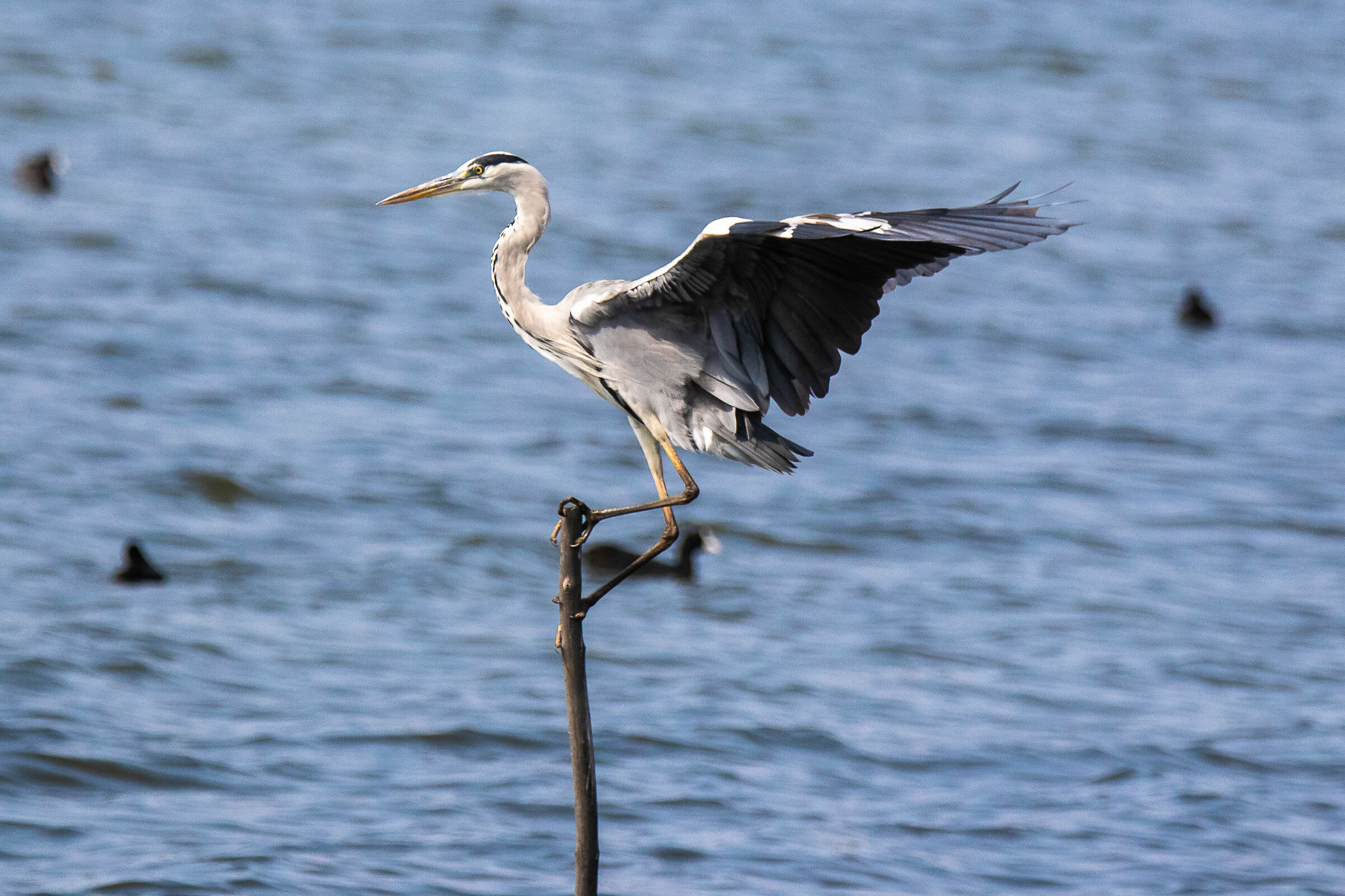 Airone cenerino in equilibrio sul paletto
