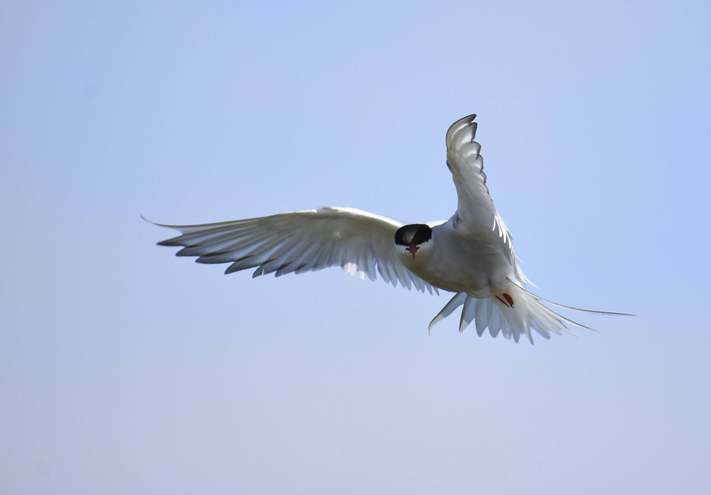 Arctic tern