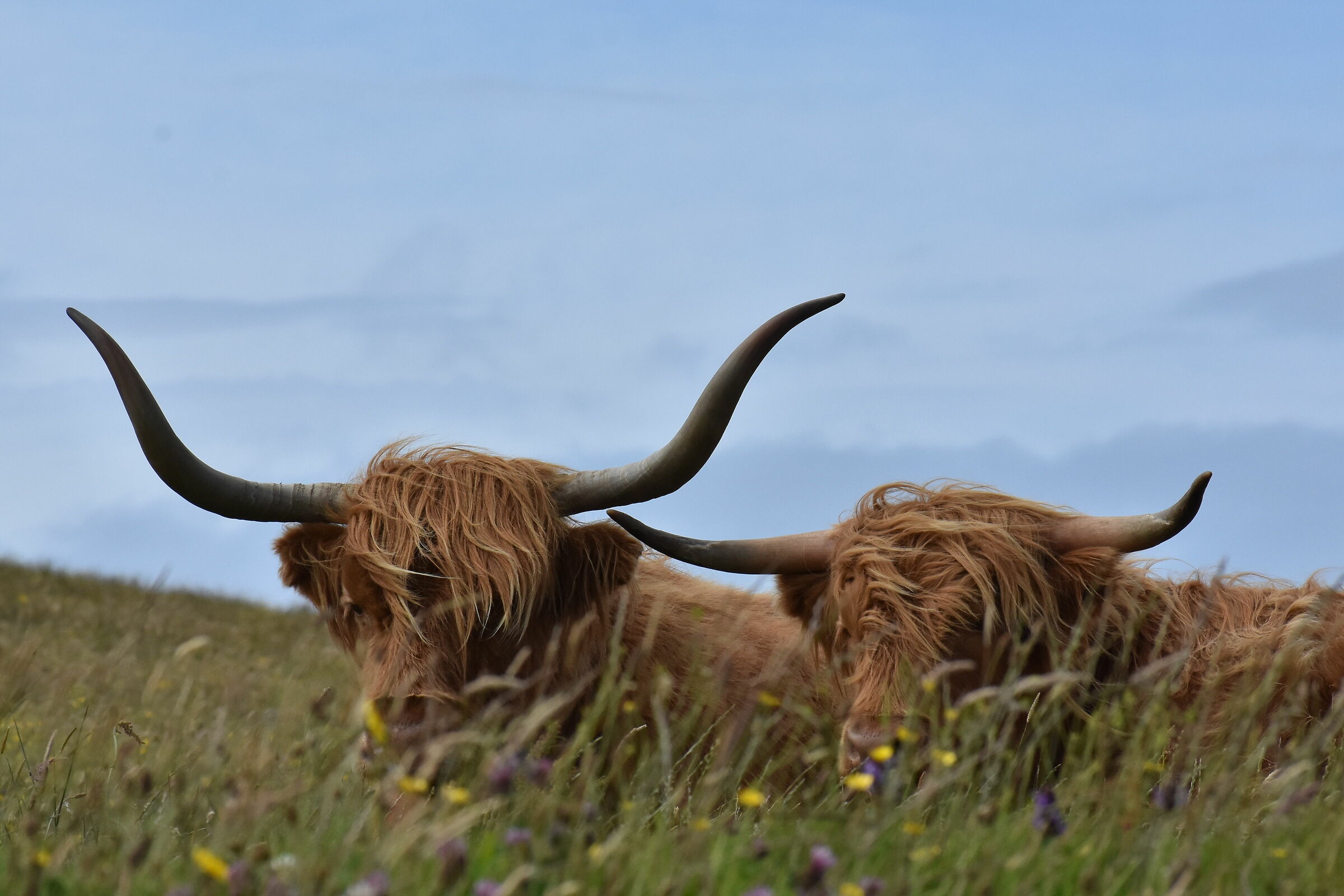 Couple of Scottish cows