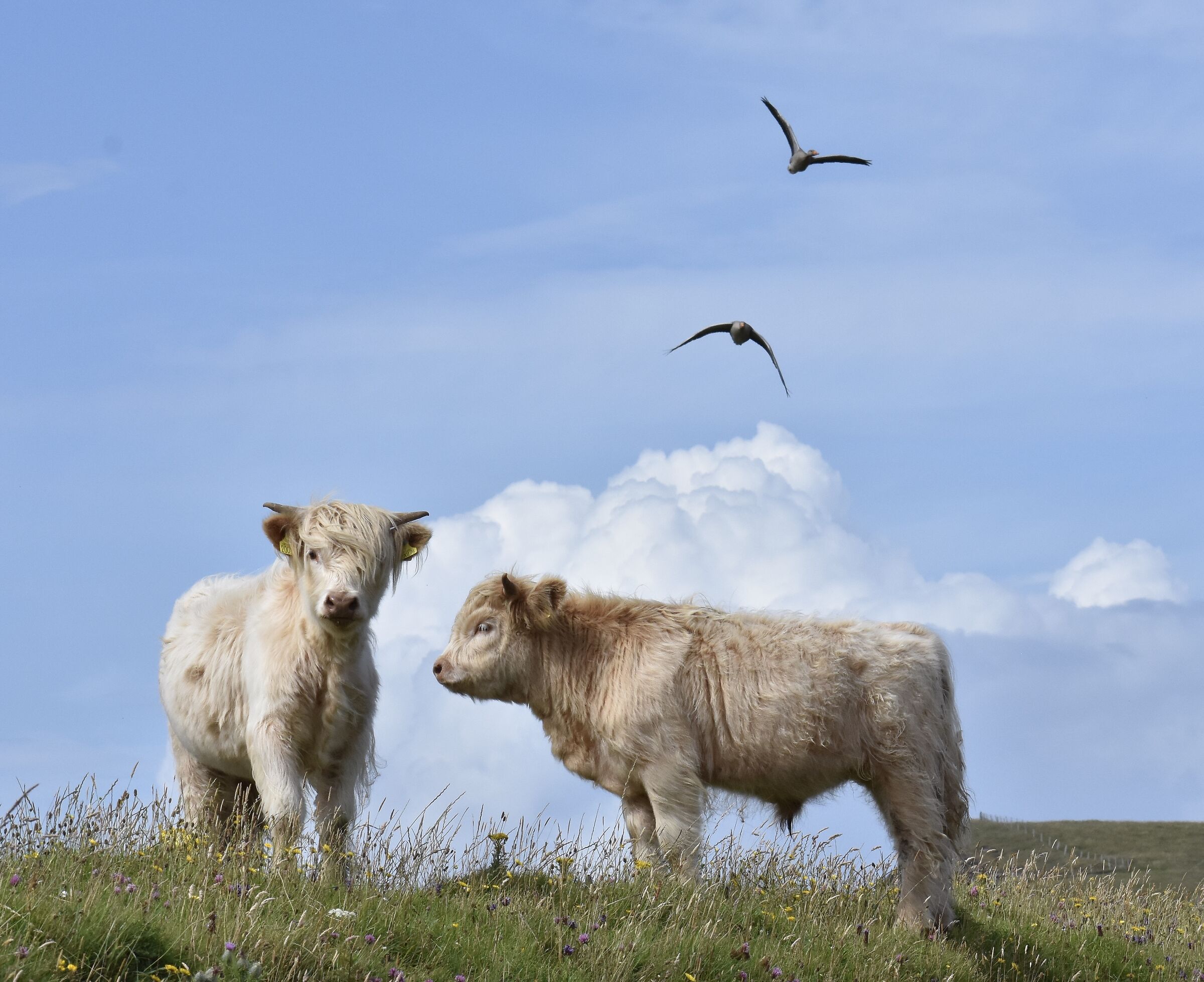 Couple of Scottish cows and oches in flight