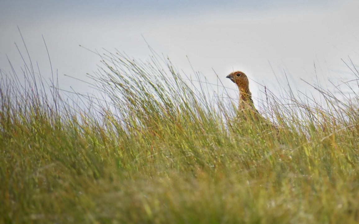 Red partridge