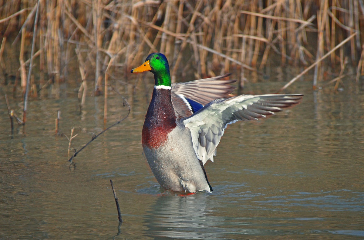 male mallard!