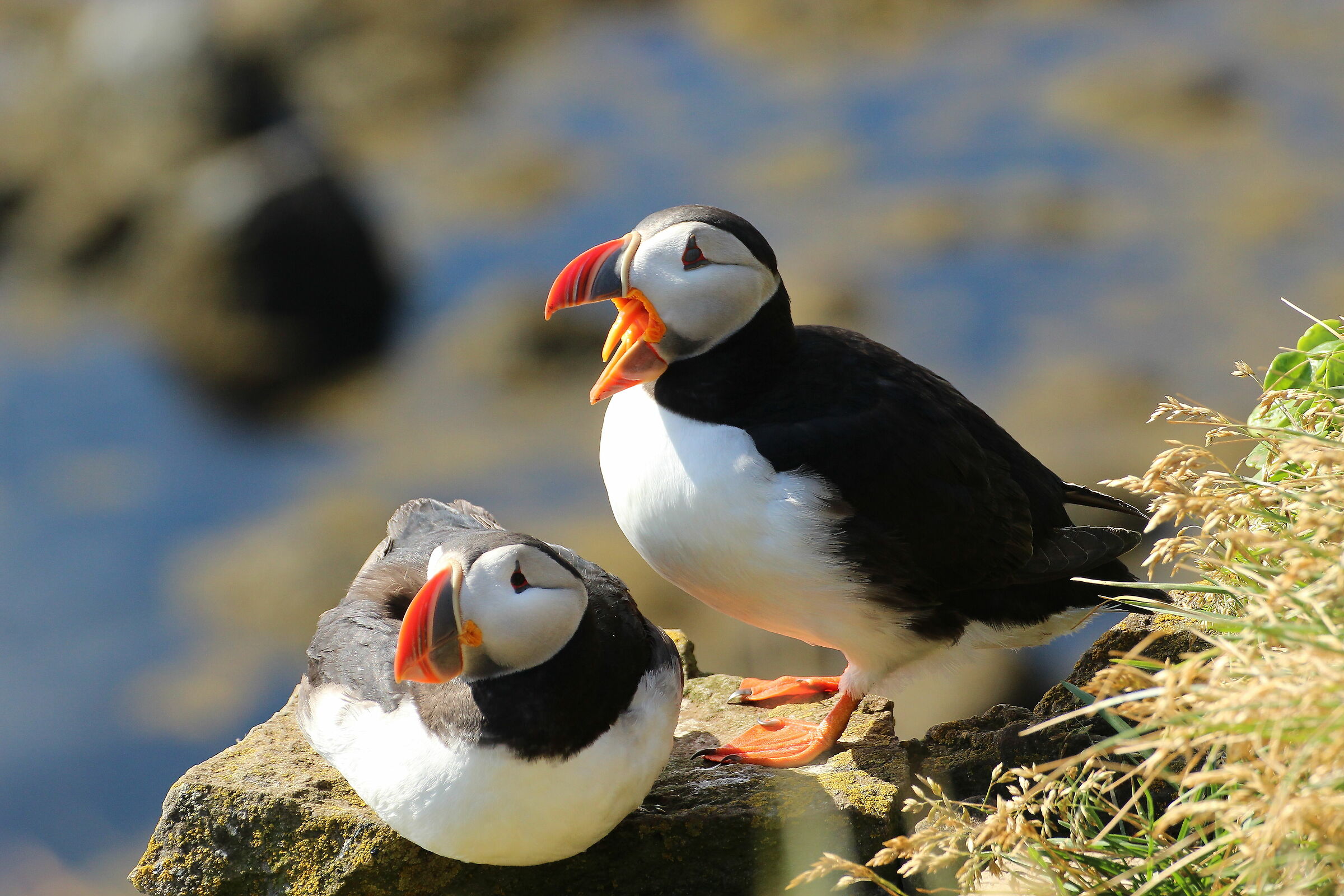 Puffins Islandesi