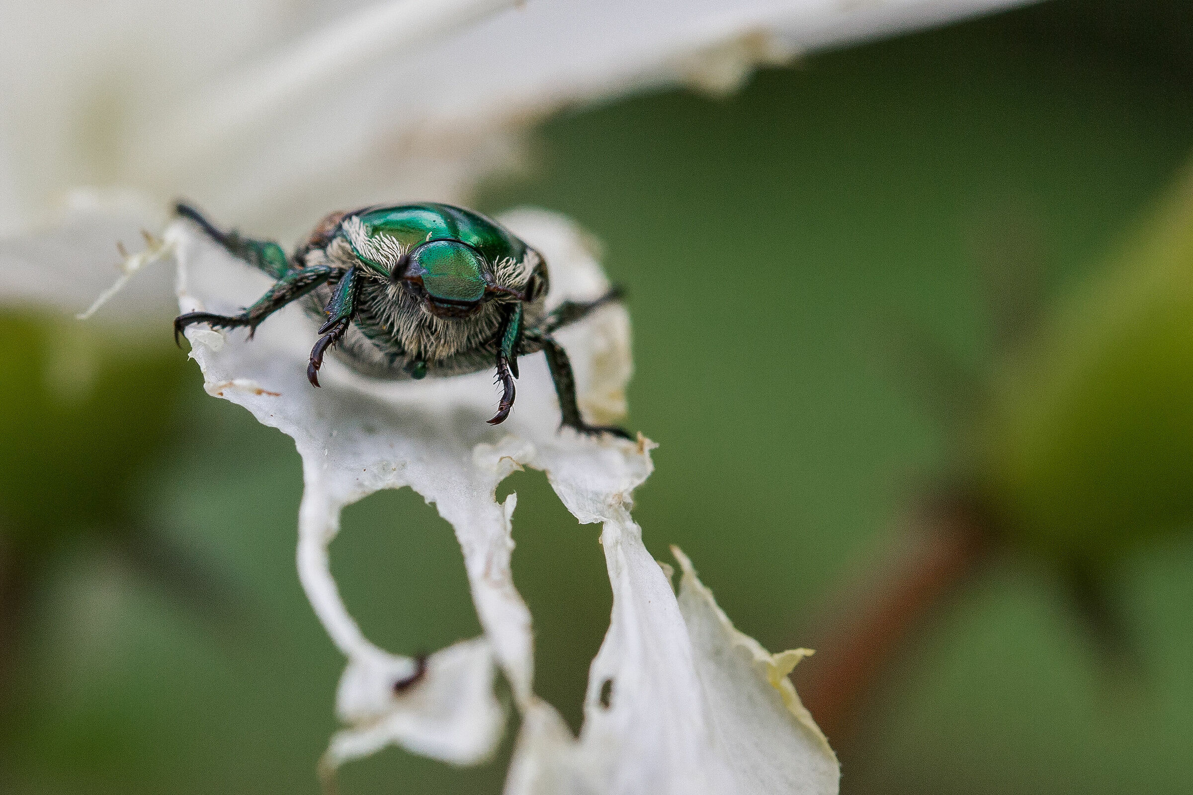 Green Scarab Beetle