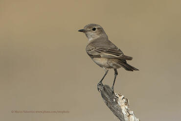 Bradornis infuscatus