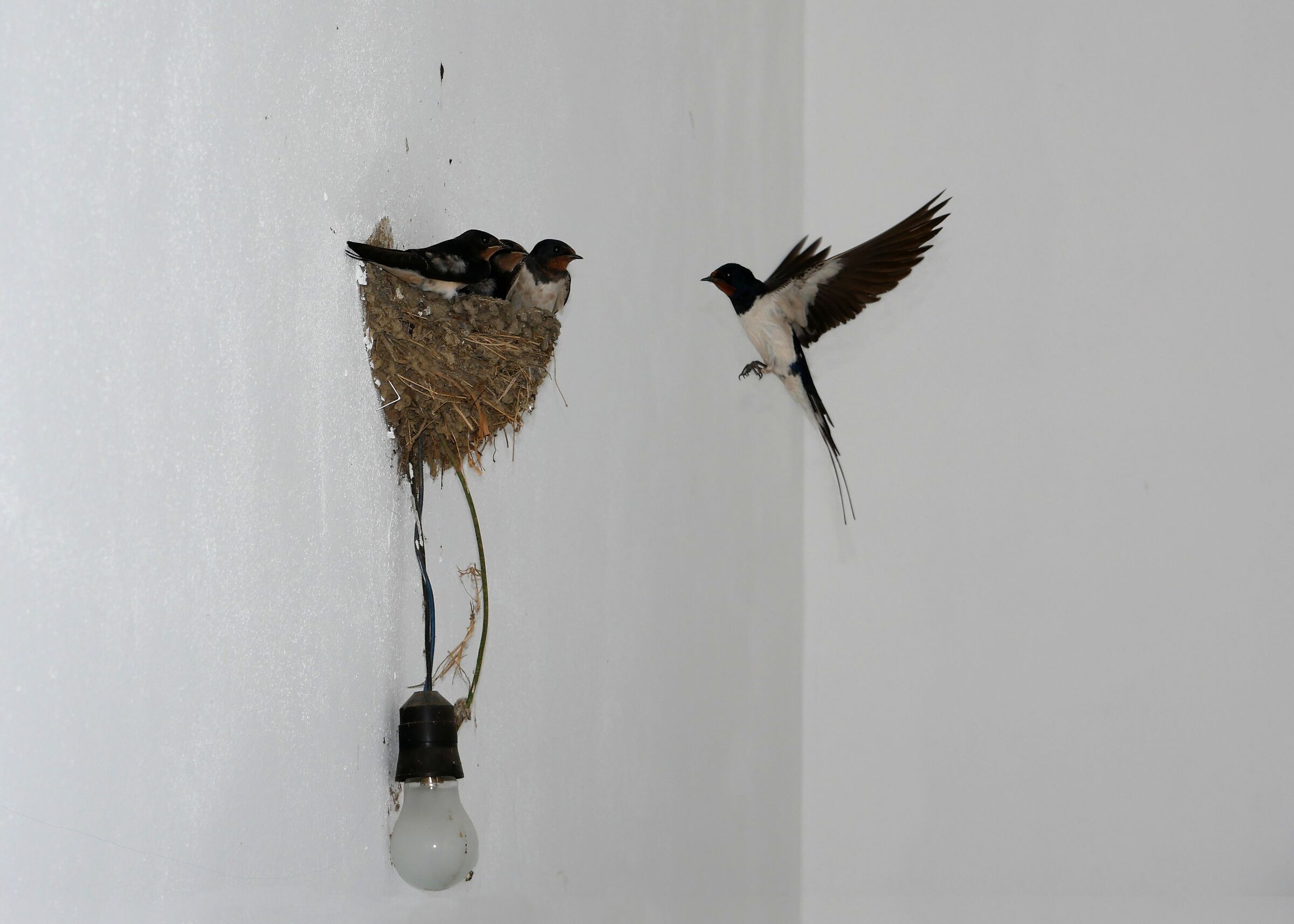 Full family in a nest now too small!