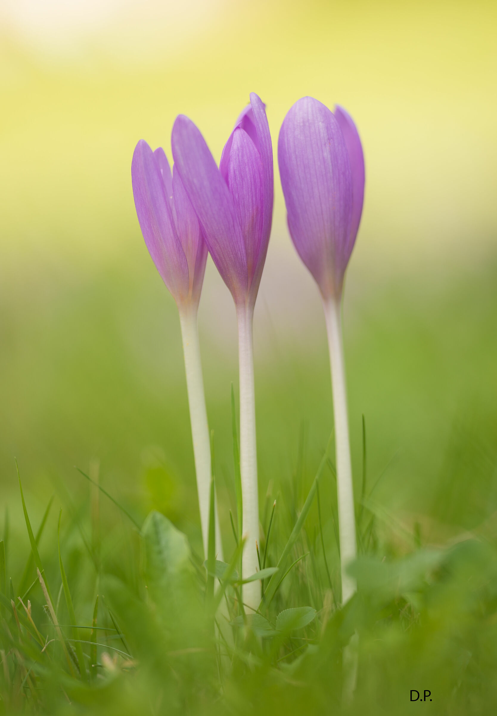 Autumn Crocus