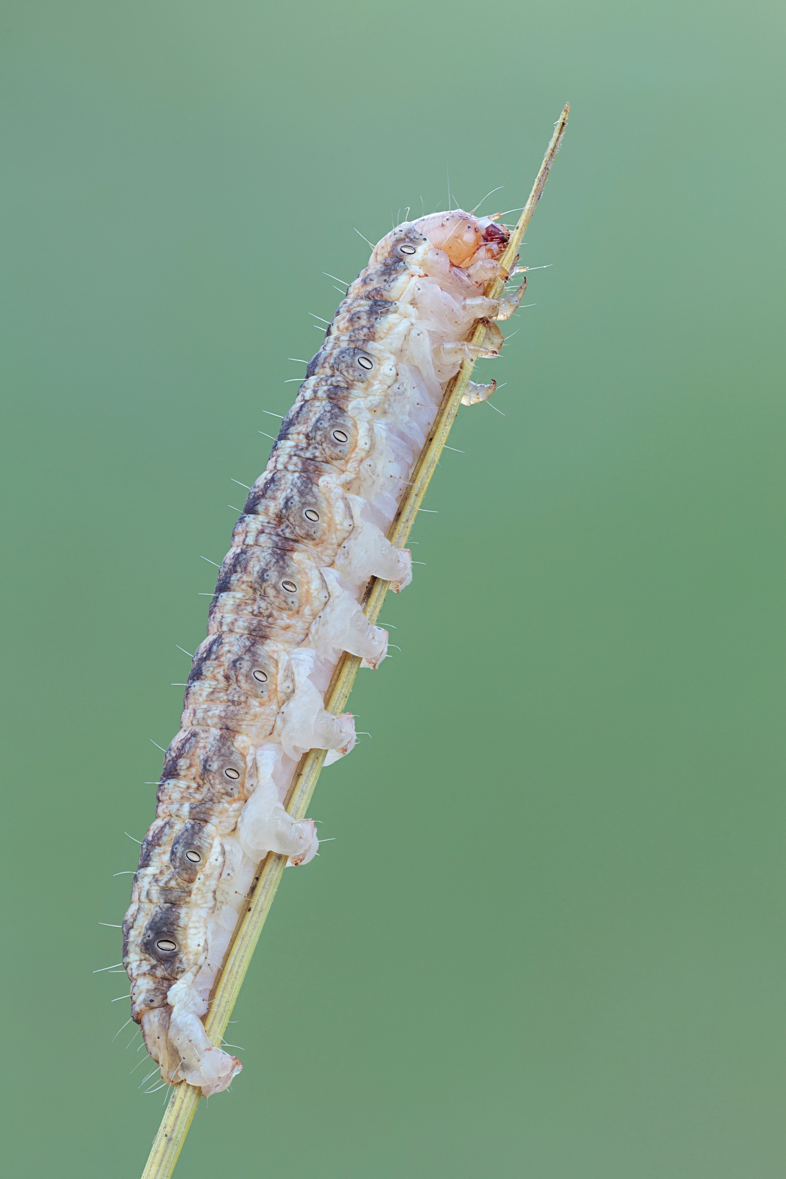 Geometrid caterpillar