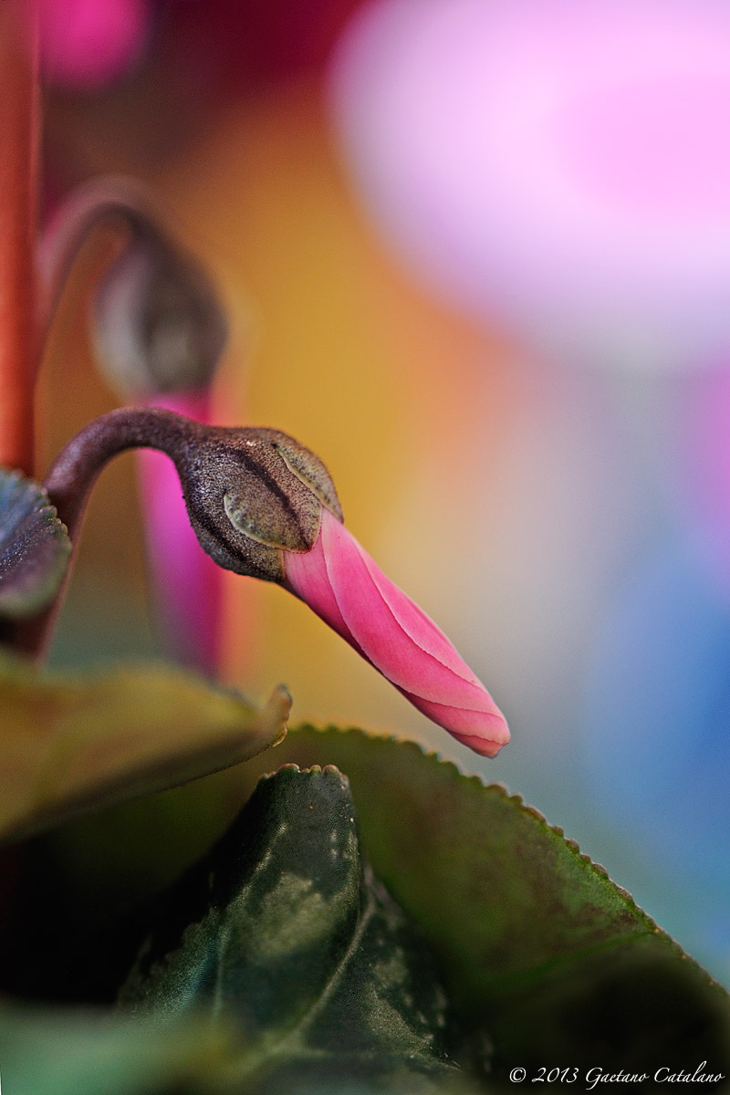 Cyclamen ...