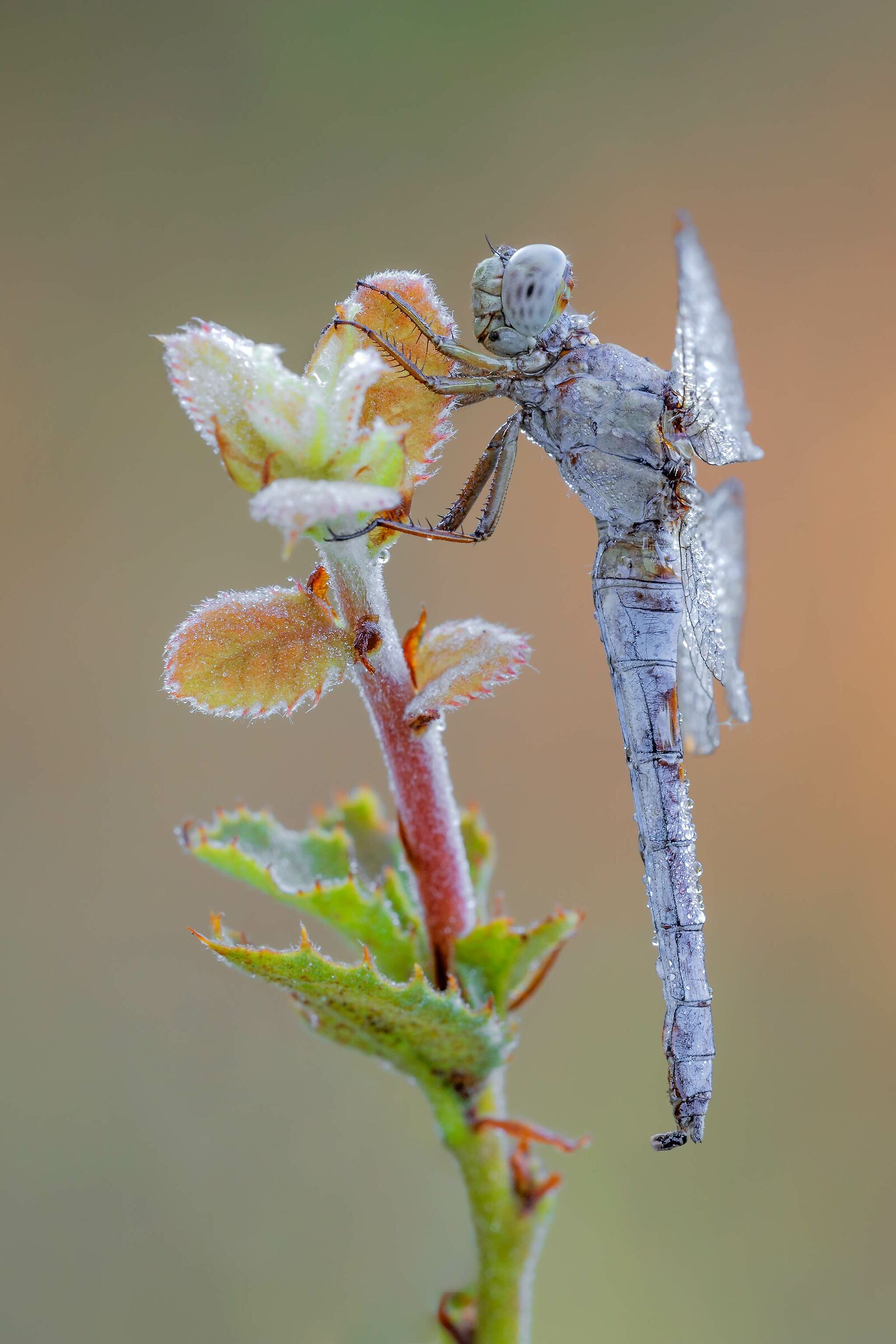 Orthetrum coerulescens