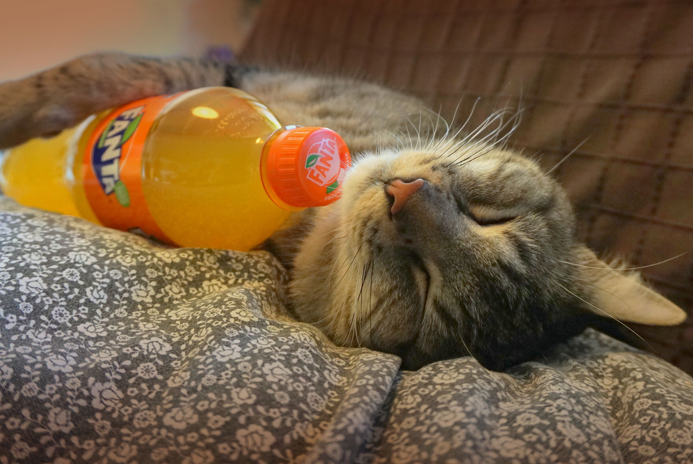 chi l'ha detto che i gatti amano il latte?