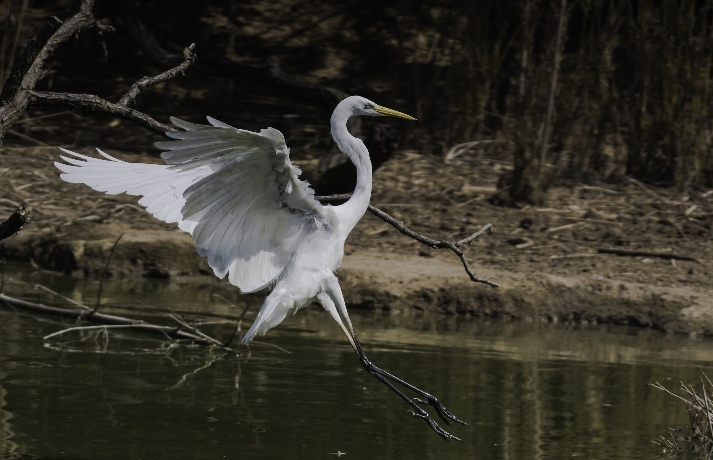 Airone bianco maggiore