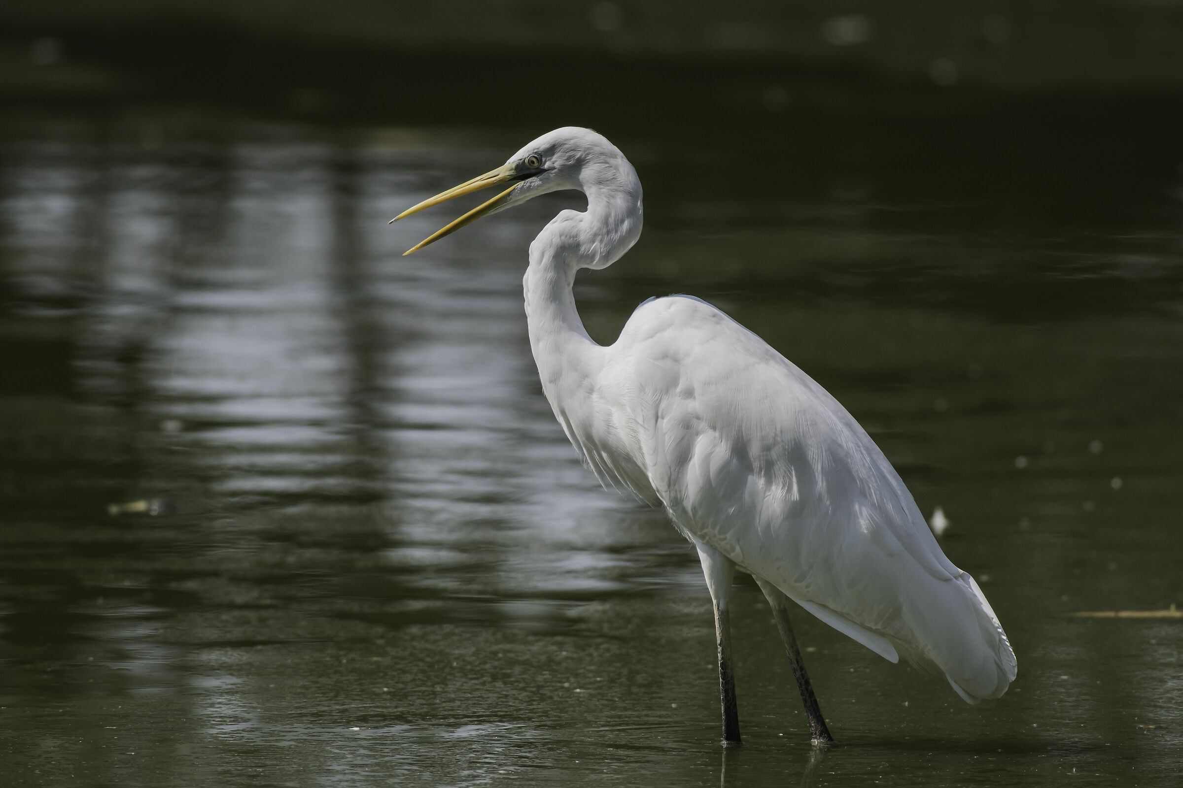 airone bianco maggiore